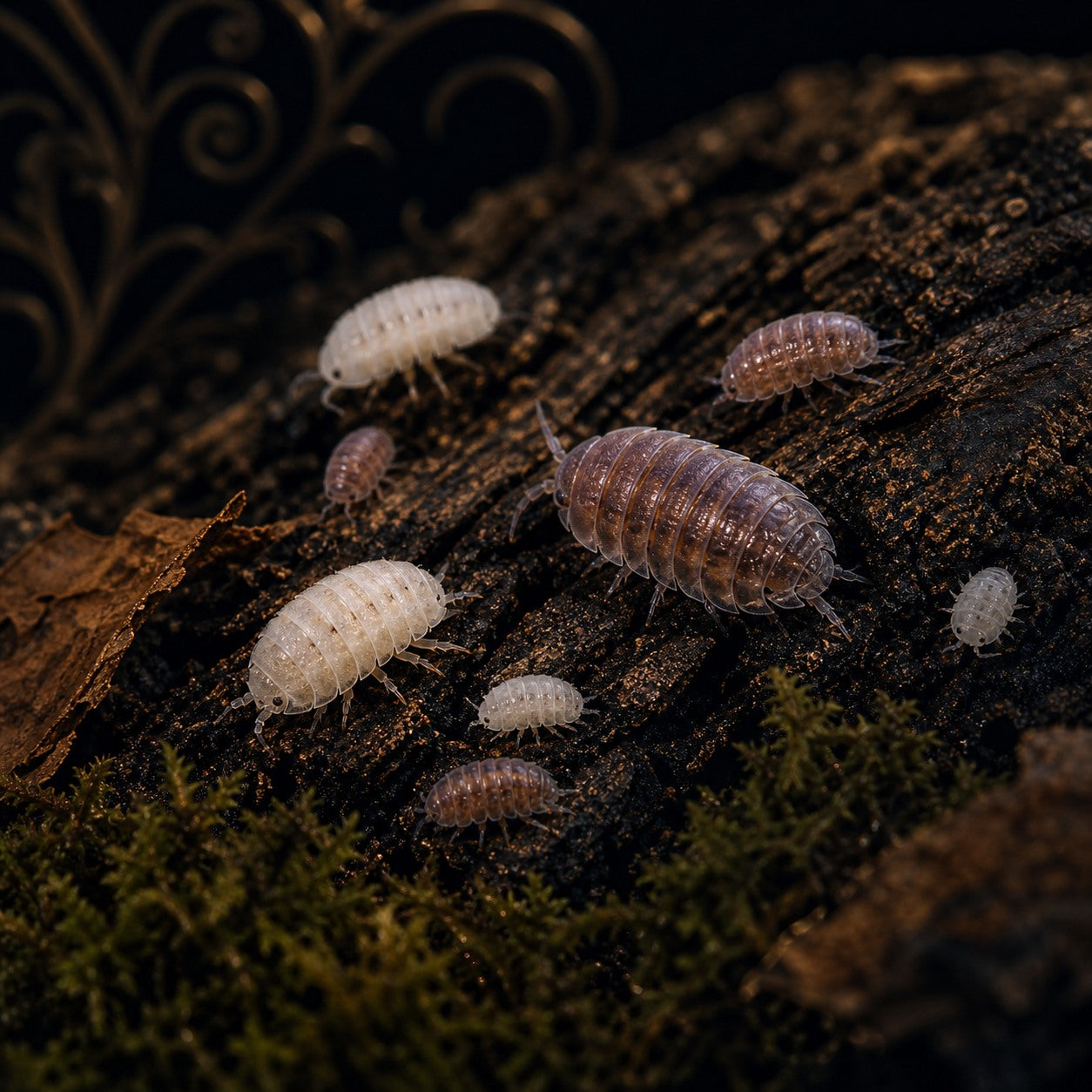 Dwarf White + Dwarf Purple Isopod Bulk Combo