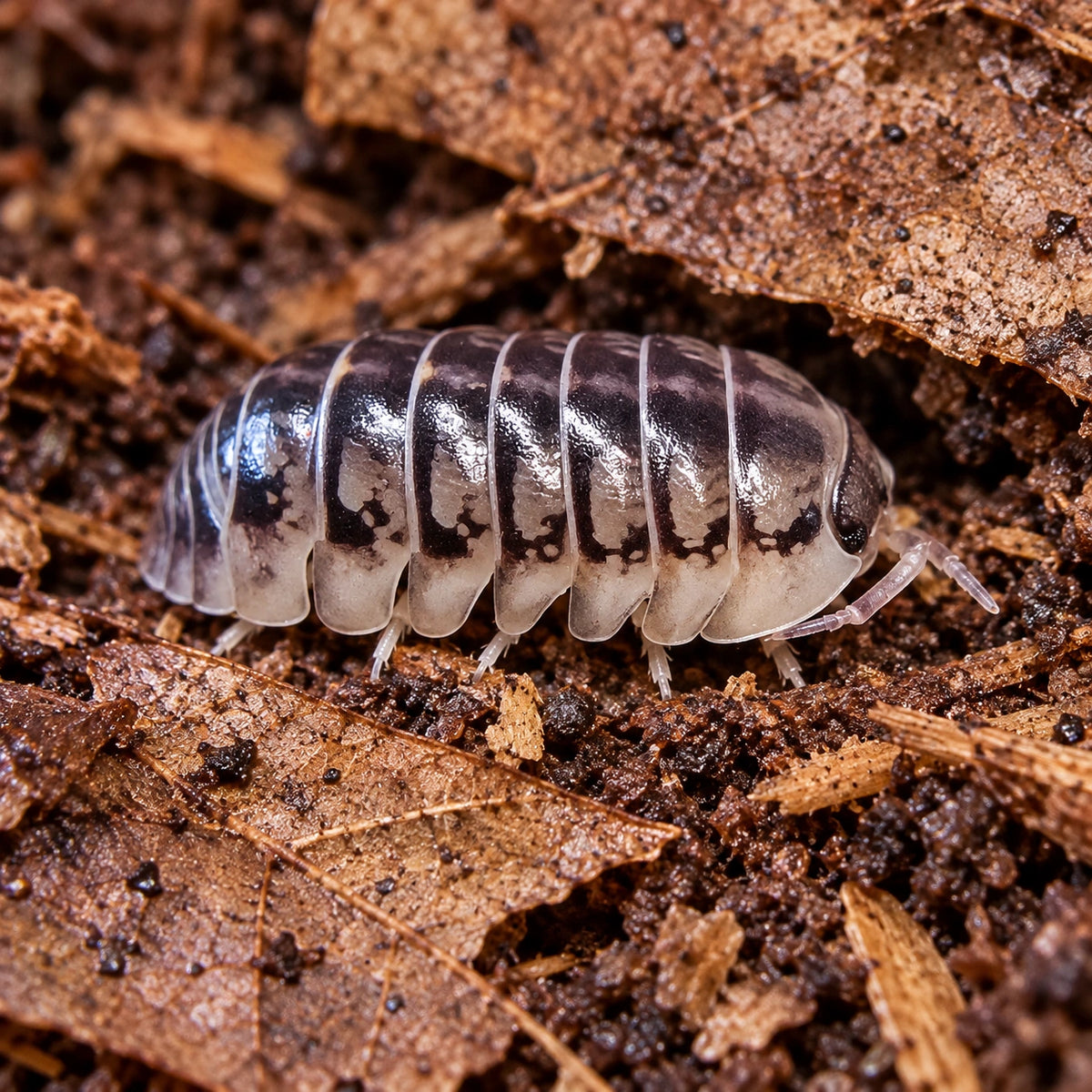 AI-generated reference-guided close view of Eastern Clown isopods.