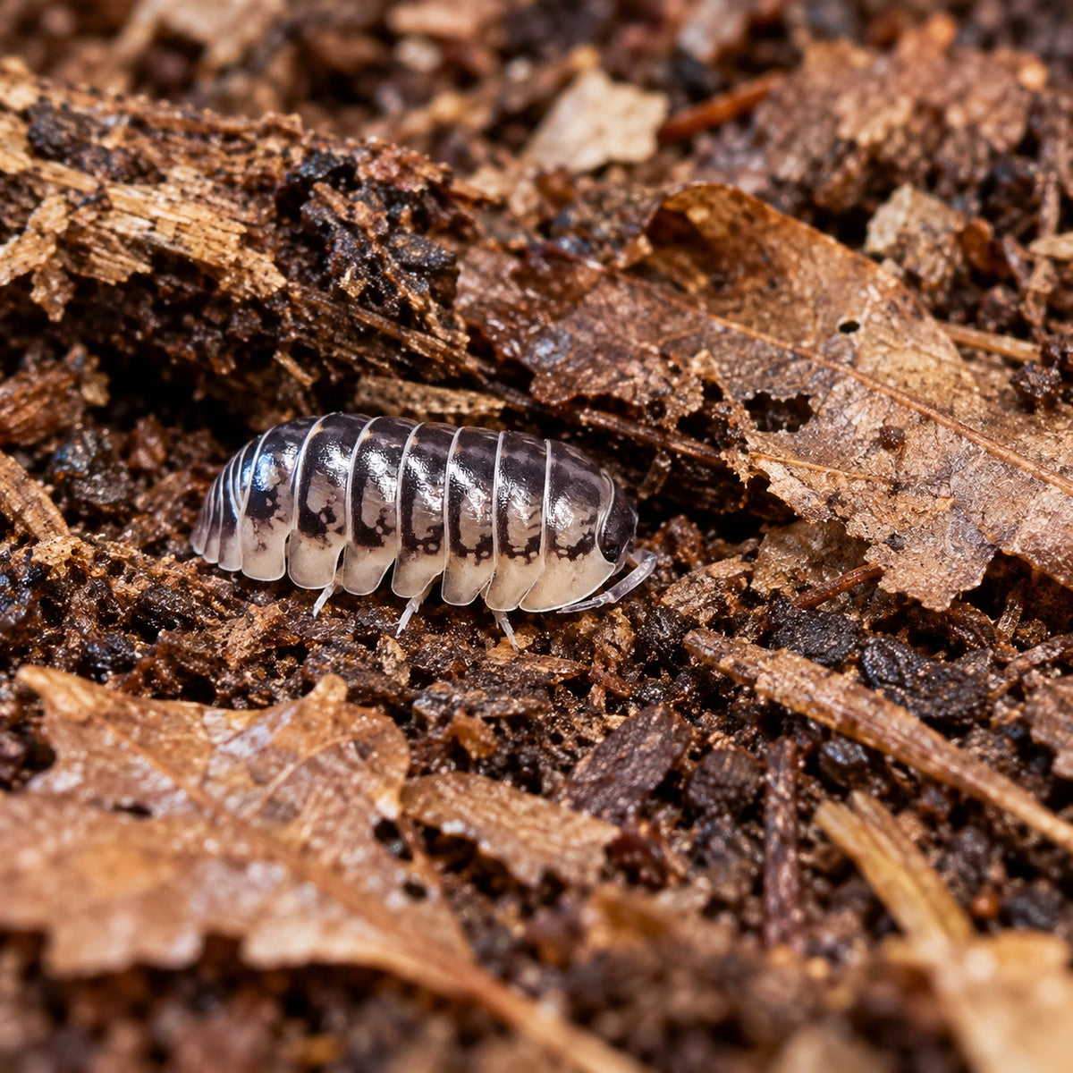 AI-generated reference-guided wide habitat view of Eastern Clown isopods.
