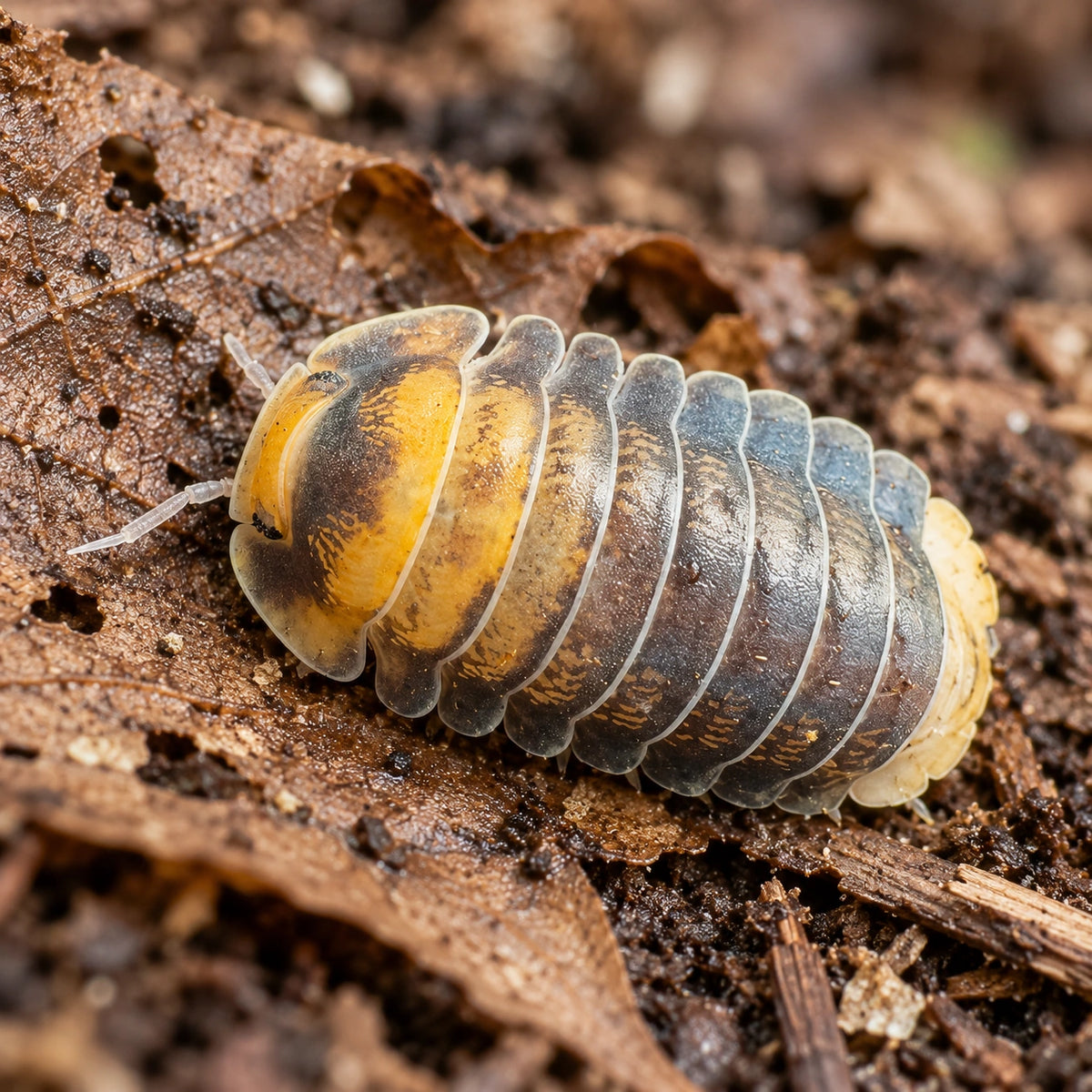 AI-generated reference-guided close view of Emperor Bee isopods.