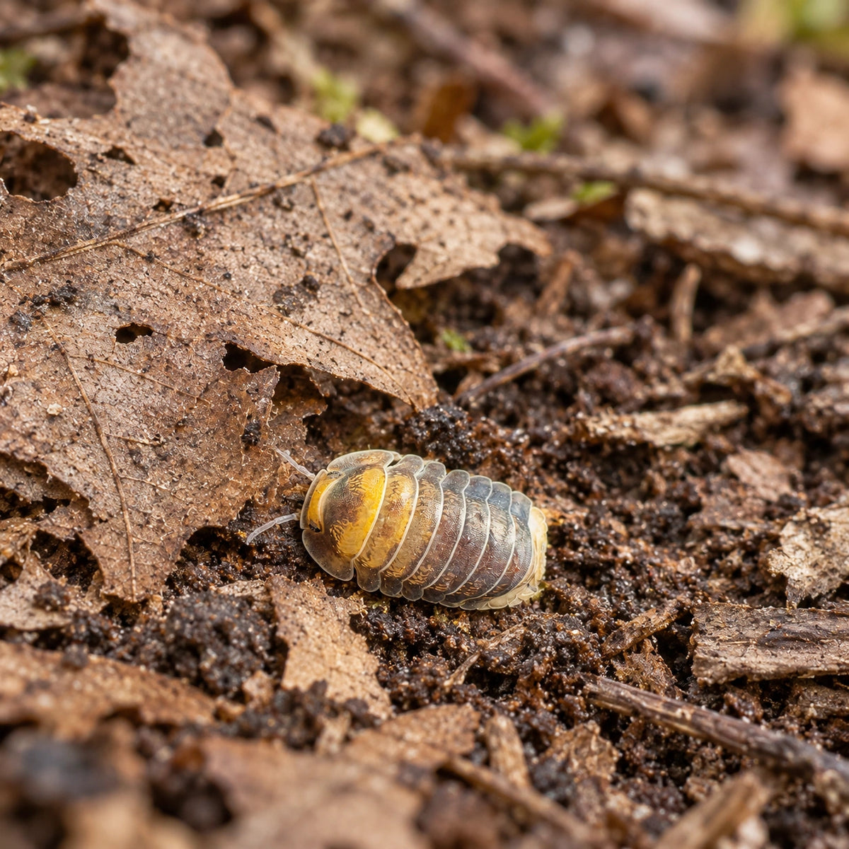 AI-generated reference-guided wide habitat view of Emperor Bee isopods.