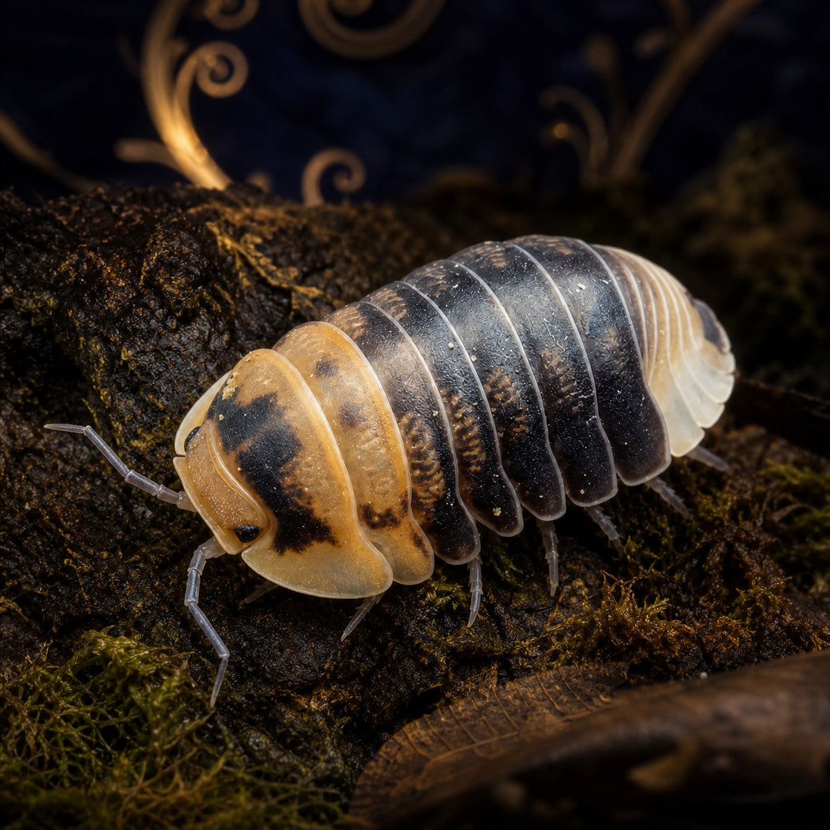 Emperor Bee Isopods (Cubaris sp.)