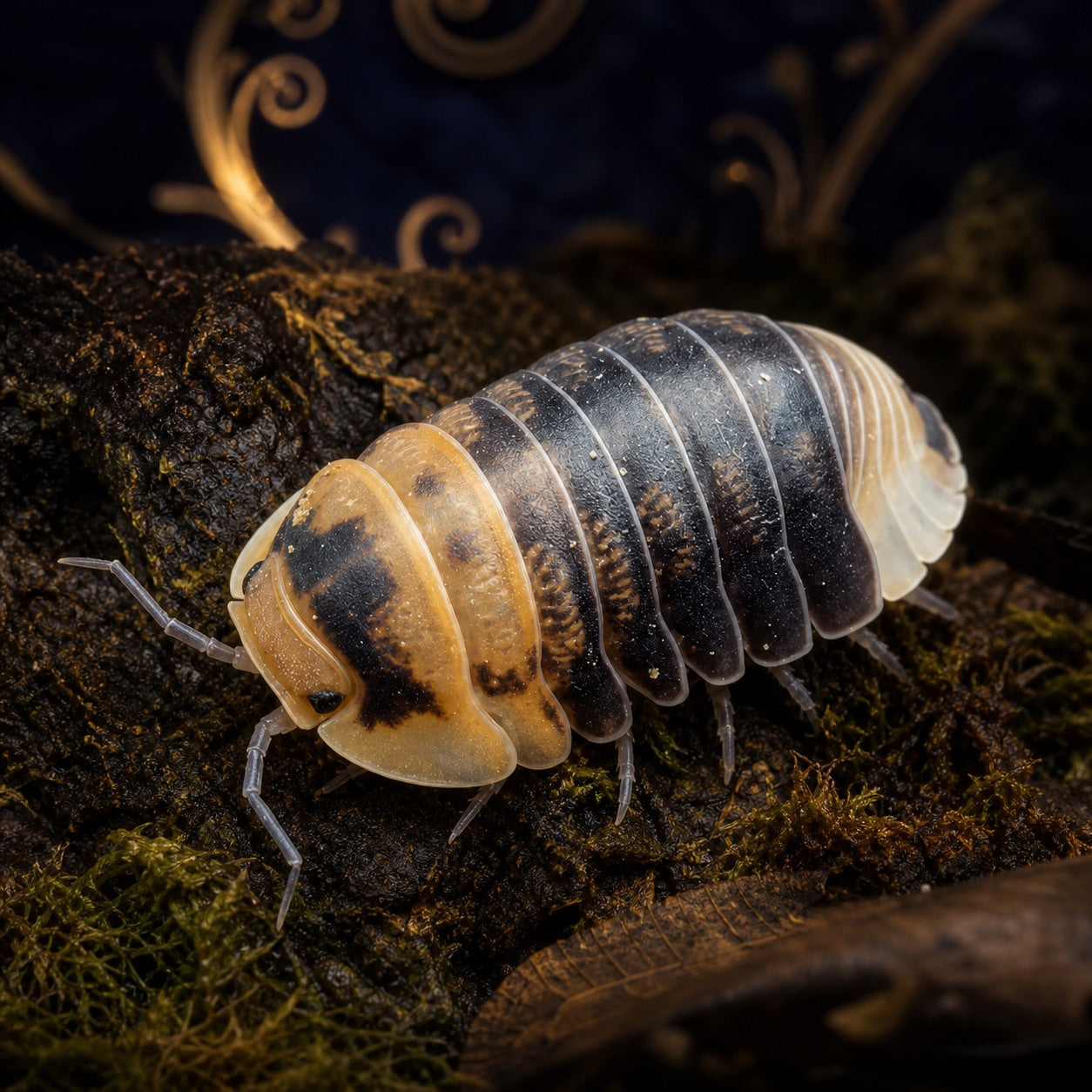 Emperor Bee Isopods (Cubaris sp.)