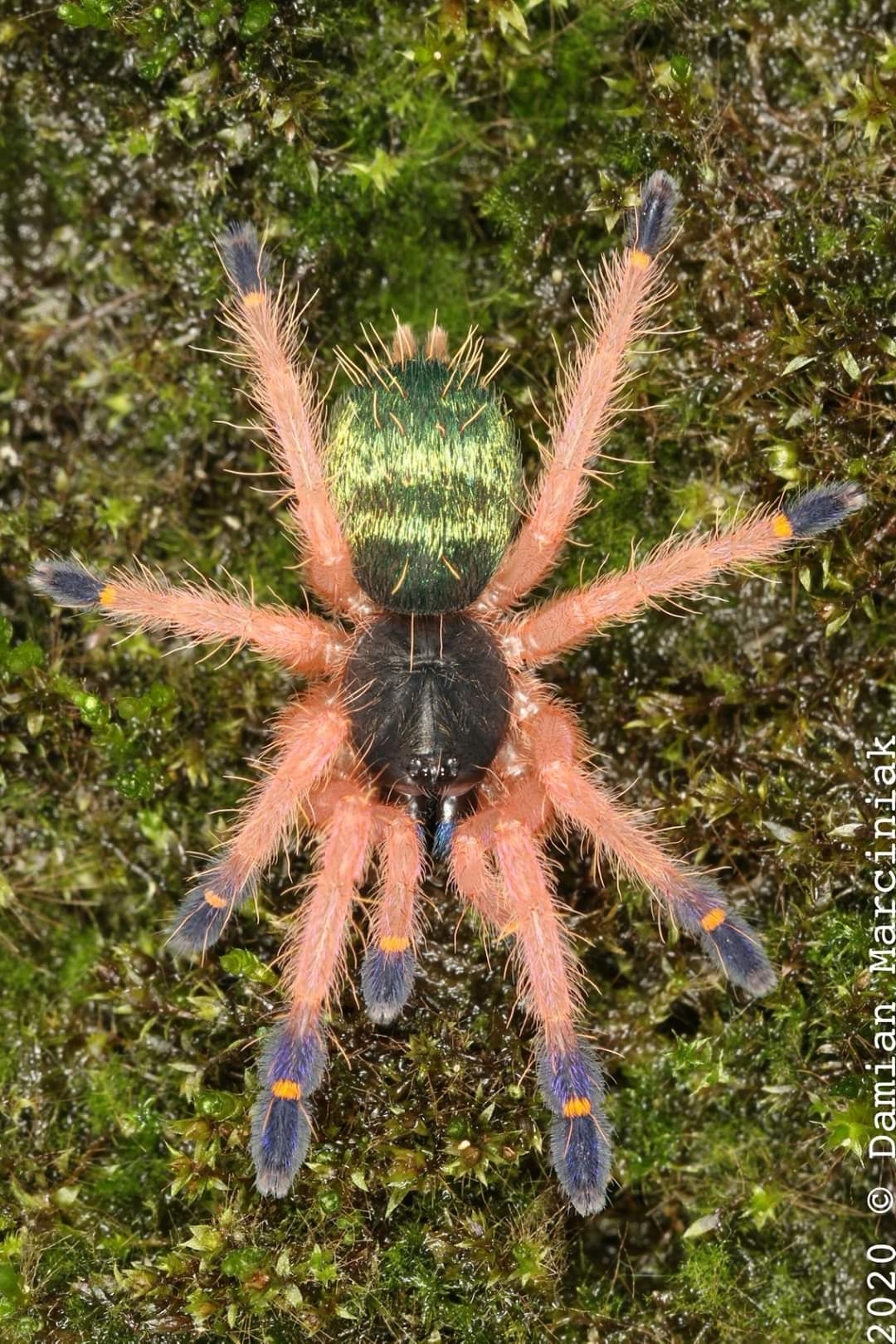 Ephebopus cyanognathus – Blue Fang Skeleton Tarantula | Stunning Blue Chelicerae | Live Arrival Guarantee