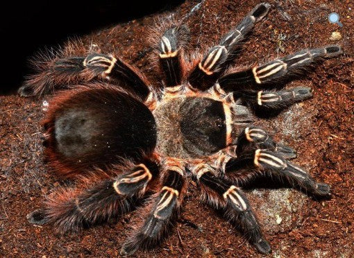 Eupalaestrus larae – Golden Zebra Beauty Tarantula | Stunning Docile New World Species | Live Arrival Guarantee