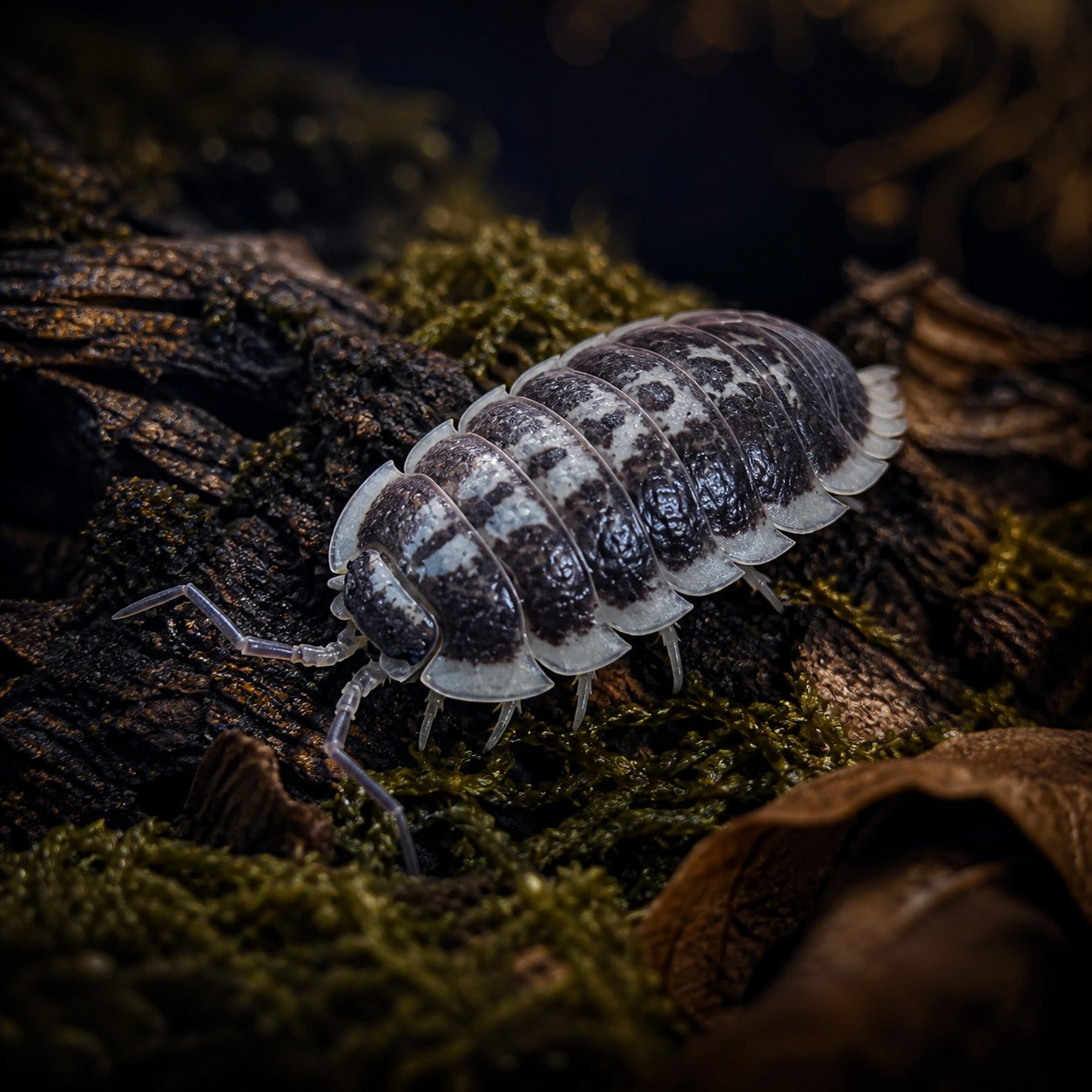 Flavomarginatus isopod