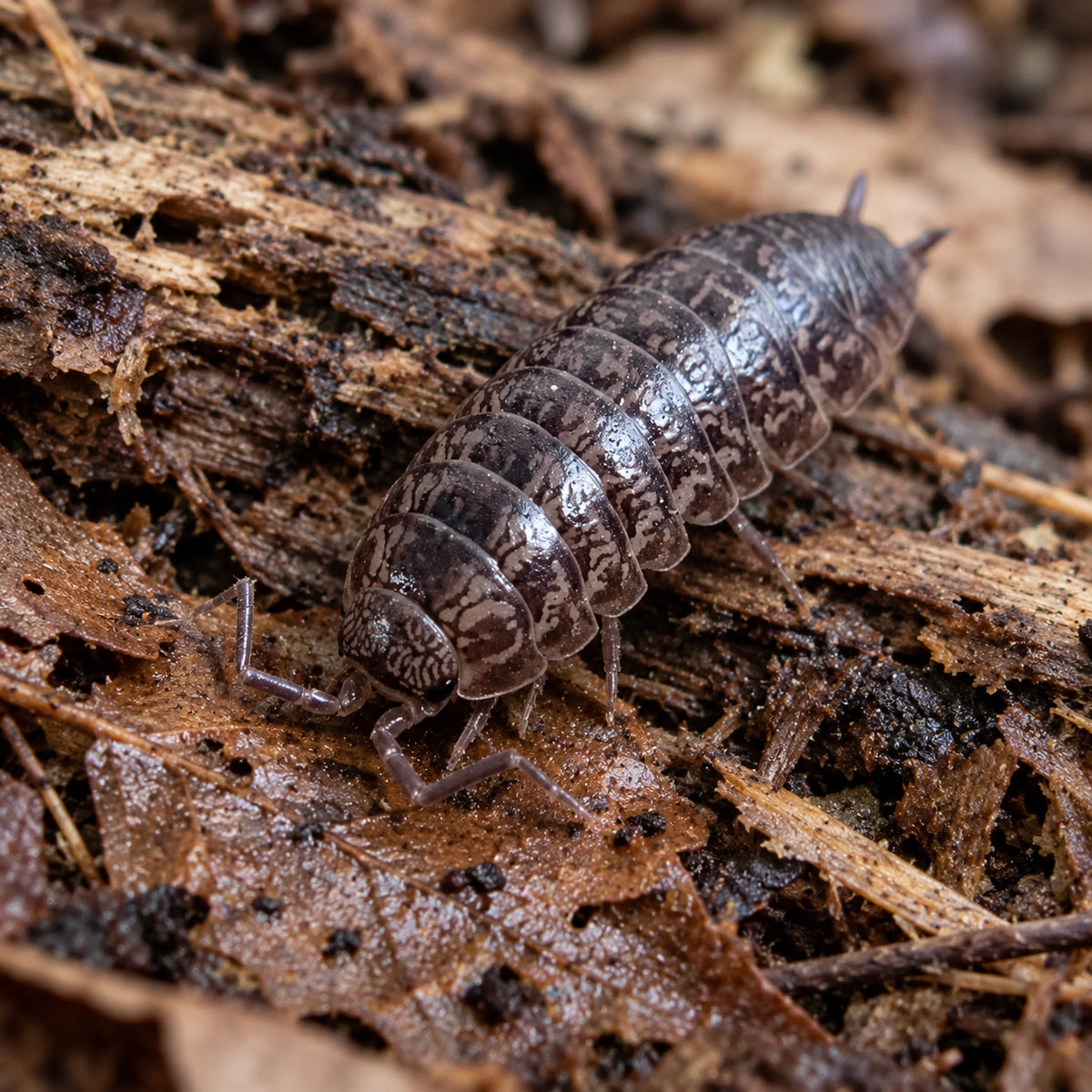 AI-generated reference-guided close view of Florida Fast isopods.