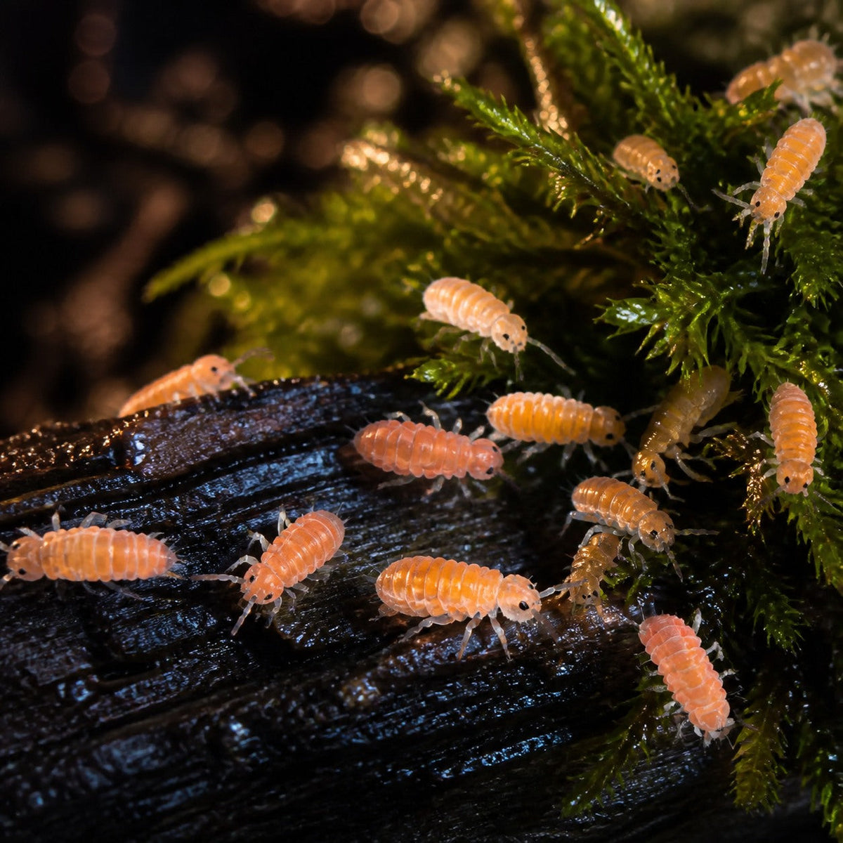 Florida Orange Springtails (Yuukianura aphoruroides)