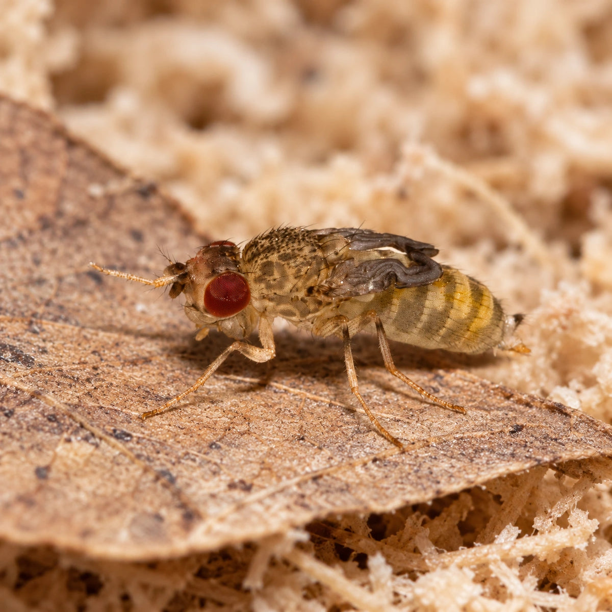 AI-generated reference-guided close view of flightless fruit fly (Drosophila hydei). Reference: Brian Gratwicke, Wikimedia Commons, CC BY 2.0 https://creativecommons.org/licenses/by/2.0/. AI adaptation: new habitat and framing.