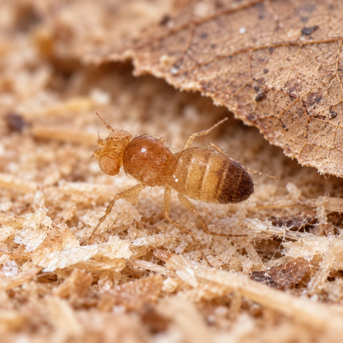 AI-generated reference-guided close view of Golden Delicious wingless Drosophila melanogaster. Real Golden Delicious anatomy reference: Frogs n Things. AI-generated new habitat and framing.