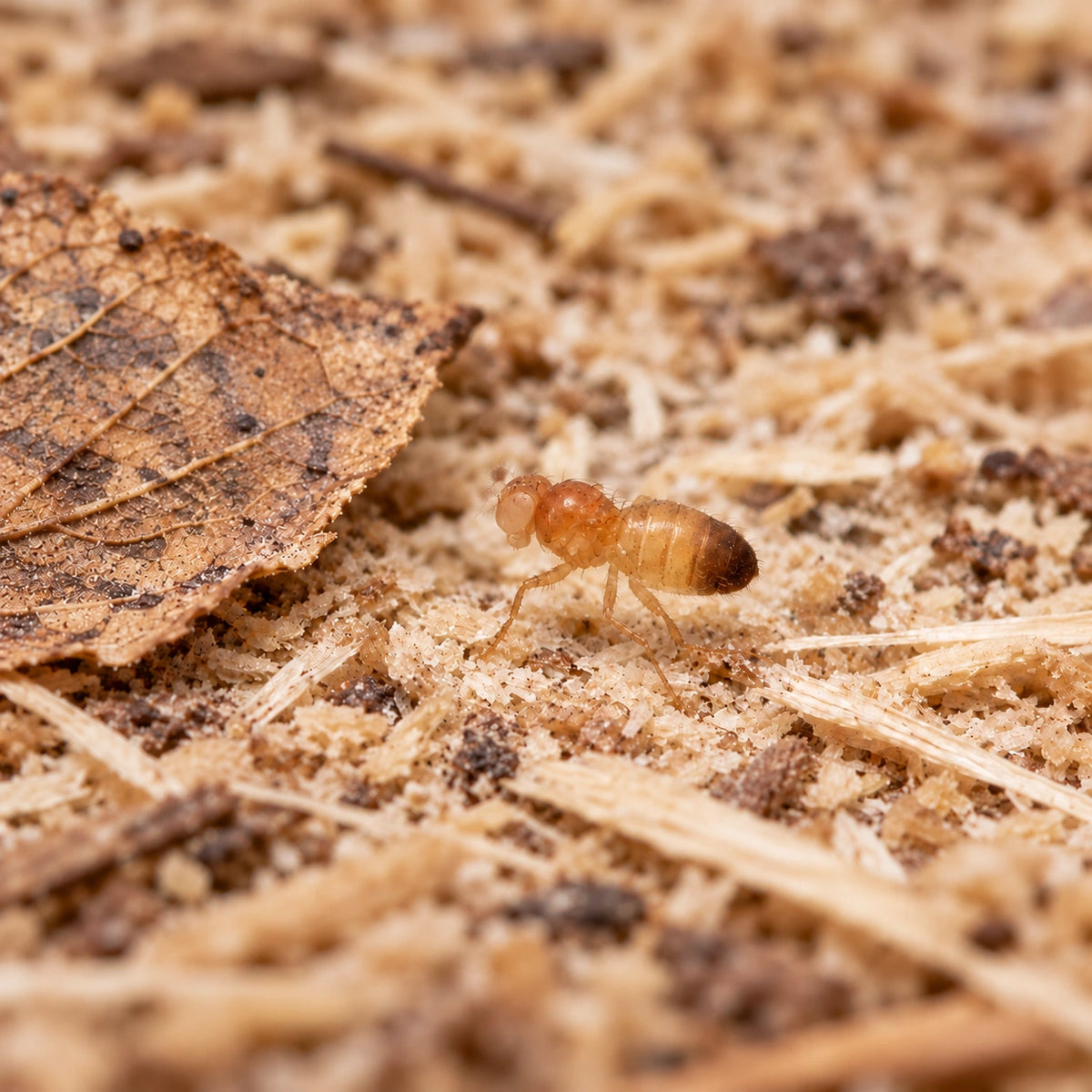AI-generated reference-guided wide habitat view of Golden Delicious wingless Drosophila melanogaster. Real Golden Delicious anatomy reference: Frogs n Things. AI-generated new habitat and framing.