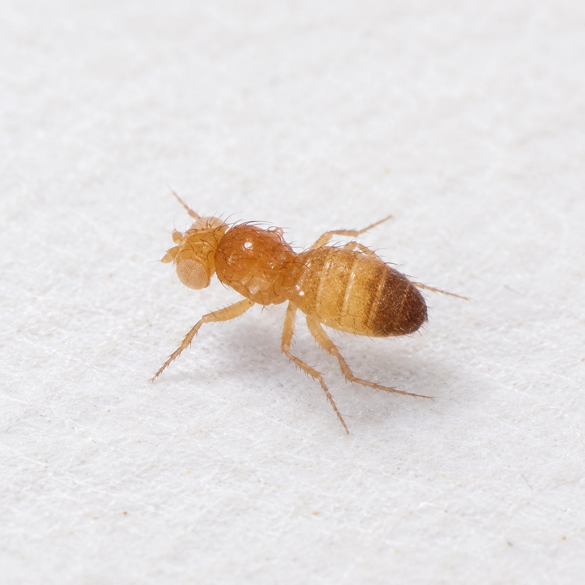 AI-generated reference-guided illustration of a Golden Delicious wingless melanogaster fruit fly, one component of the combo.