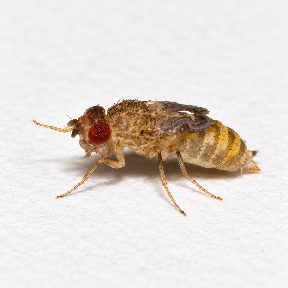 AI-generated reference-guided illustration of a wingless Hydei fruit fly, one component of the five-type combo. Reference: Brian Gratwicke, CC BY 2.0, https://commons.wikimedia.org/wiki/File:Wingless_Drosophila_hydei.jpg. Background and framing changed.