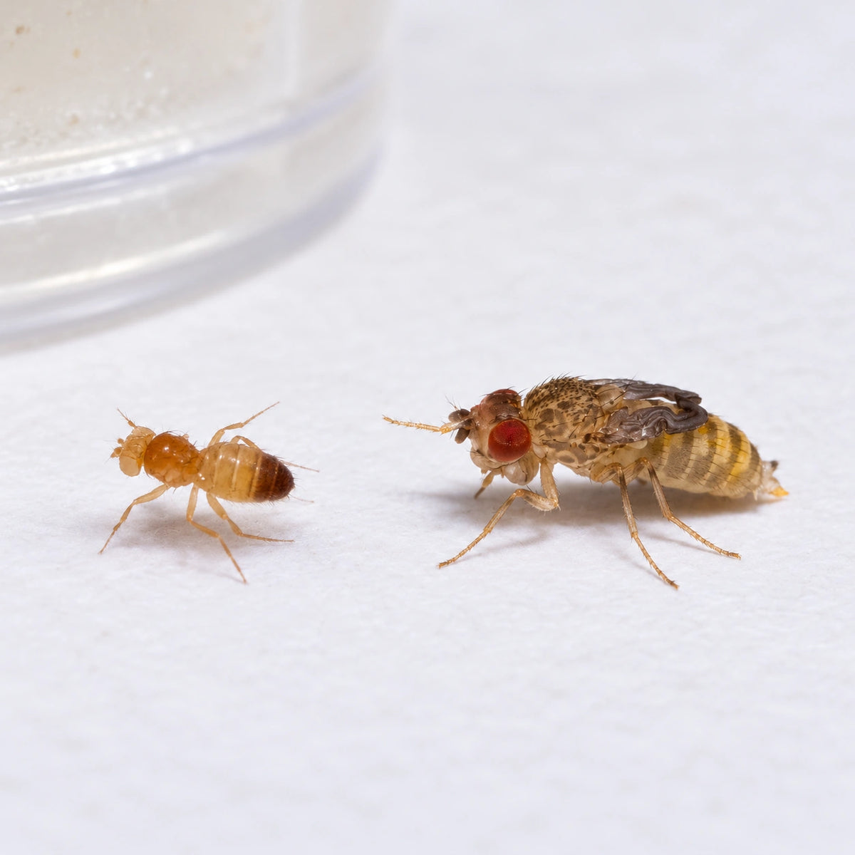 AI-generated reference-guided wide illustration of wingless melanogaster and Hydei fruit flies. Hydei reference: Brian Gratwicke, CC BY 2.0, https://commons.wikimedia.org/wiki/File:Wingless_Drosophila_hydei.jpg. Setting and framing changed.