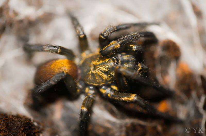 Fufius lanicius – Gold Digger Trapdoor Spider | Golden Waferlid Trapdoor Spider | Live Arrival Guarantee