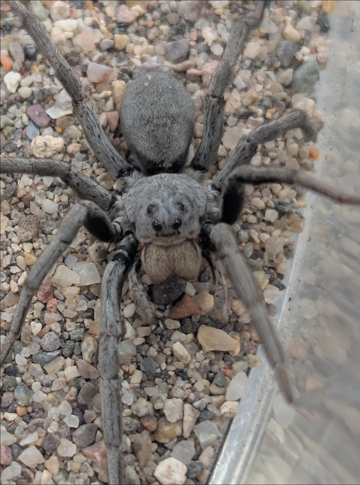 Geolycosa rafaelana – Burrowing Wolf Spider | Live Arrival Guarantee