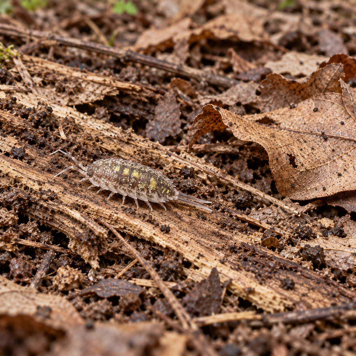 AI-generated reference-guided wide habitat view of Porcellio haasi Giant.