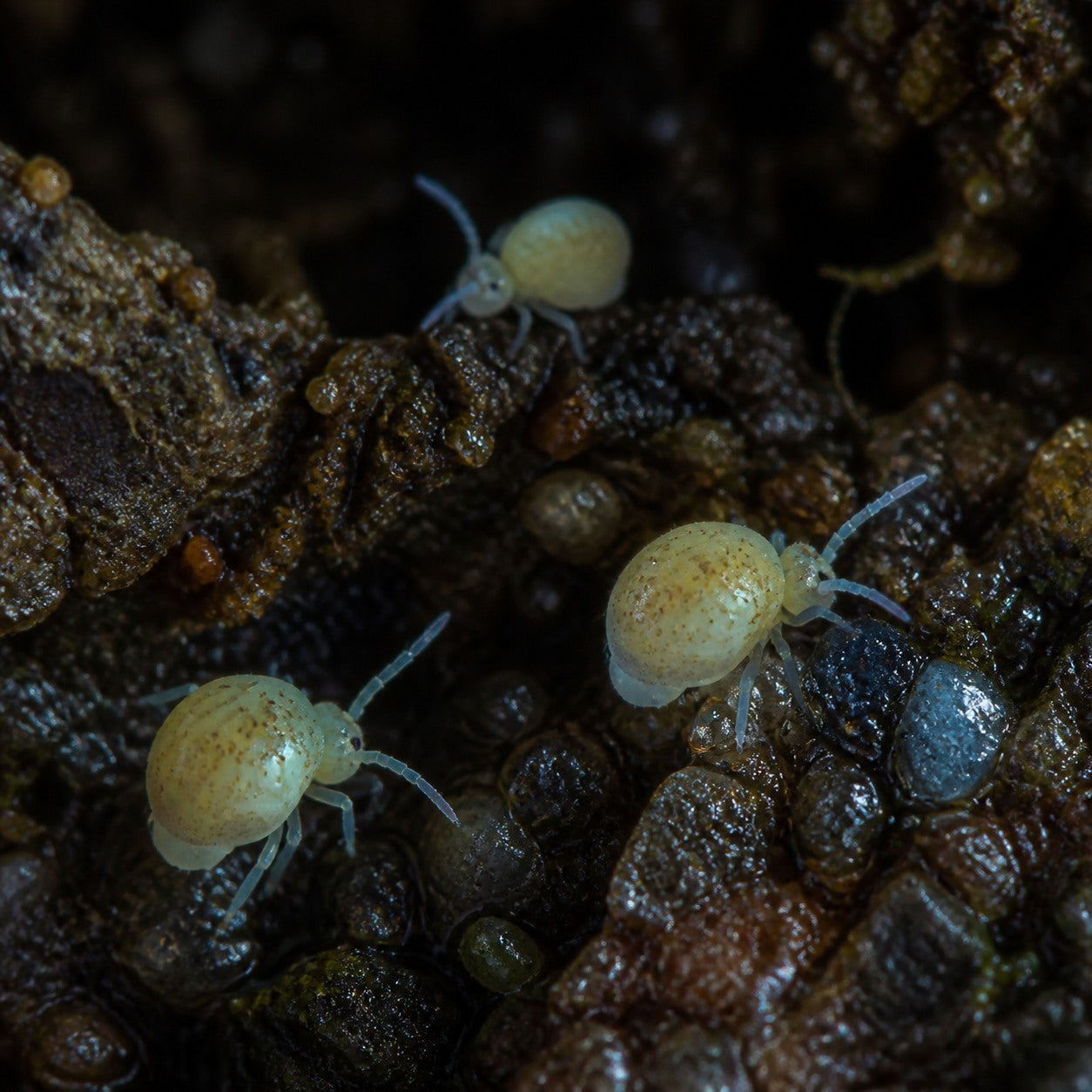 Globular Cave Springtails (Arrhopalites caecus)