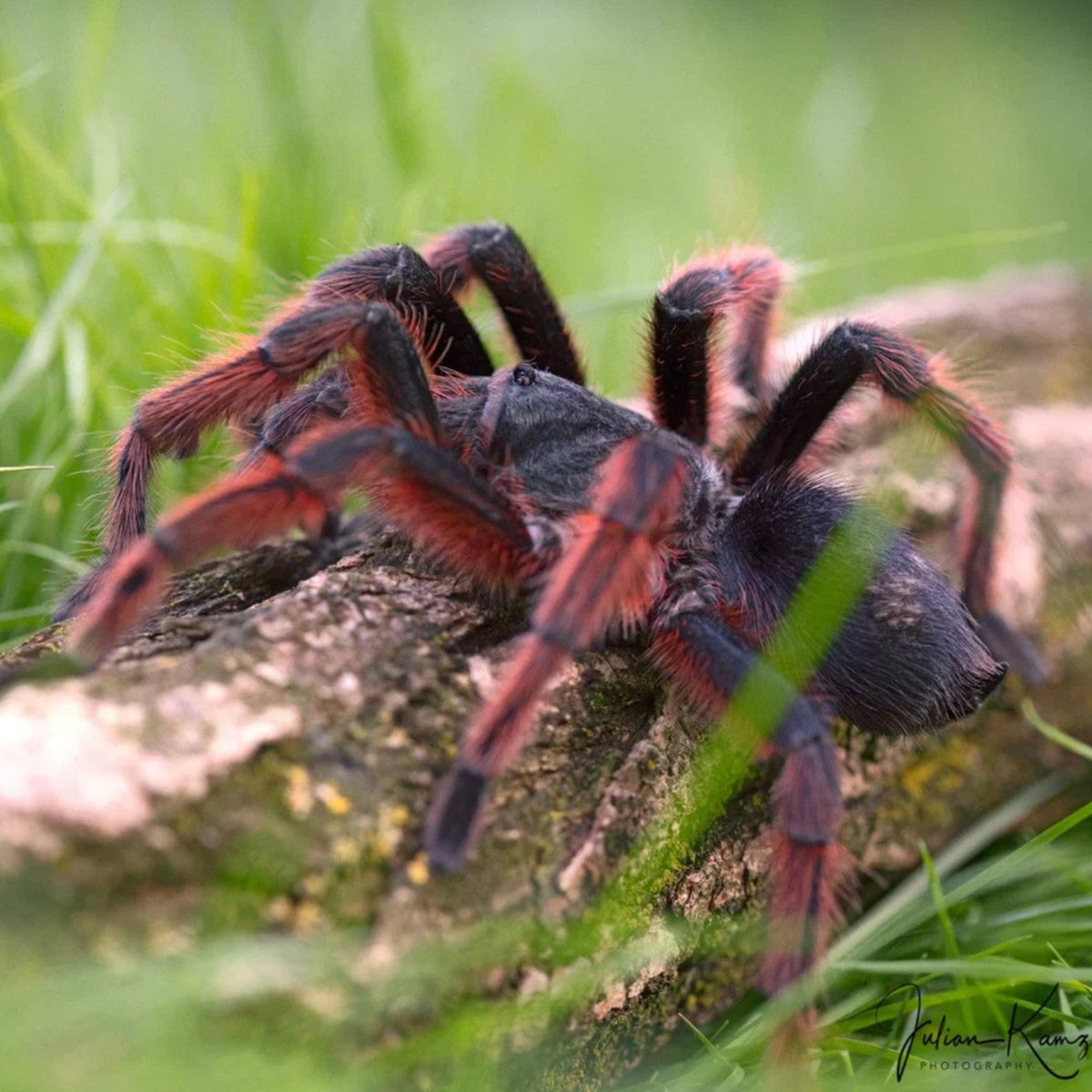 Grammostola anthracina - Brazilian Giant Tawny Red Tarantula for Sale | Live Arrival Guarantee