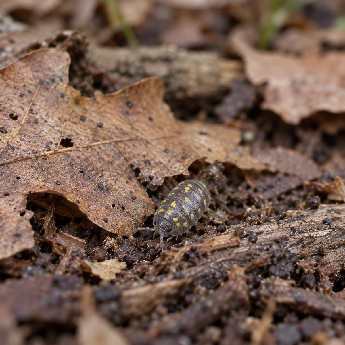 AI-generated reference-guided wide habitat view of Granulatum isopods.