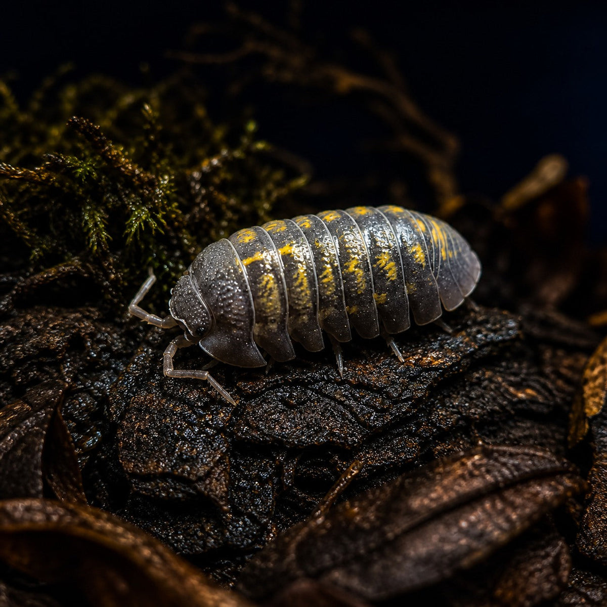 Granulatum Isopods (Armadillidium granulatum)