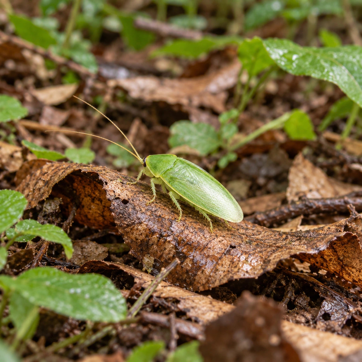 AI-generated reference-guided wide habitat view of green banana cockroach Panchlora nivea. Real anatomy reference: Robert Lord Zimlich, BugGuide. AI-generated new habitat and framing.