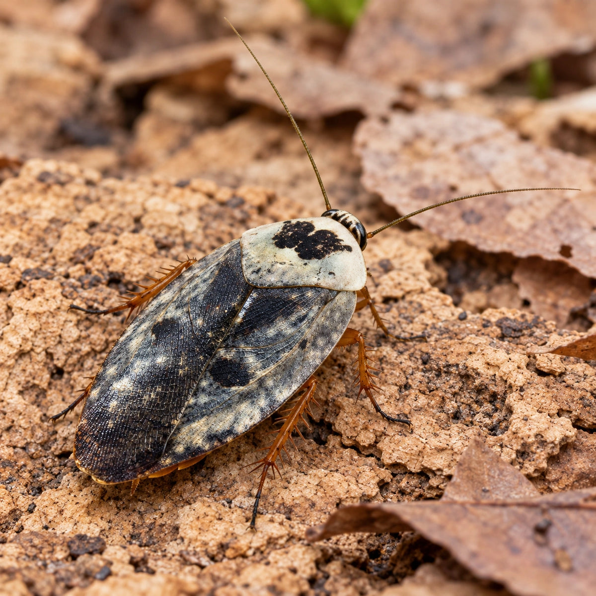 AI-generated reference-guided close view of chrome roach (Gyna caffrorum). Real anatomy reference: Pauls Pills. AI-generated new habitat and framing.