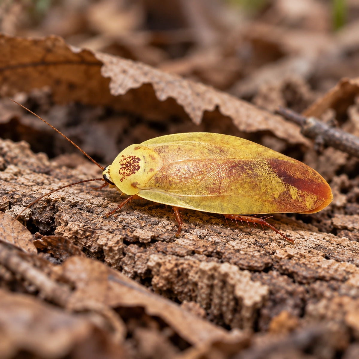 AI-generated reference-guided close view of yellow porcelain roach (Gyna lurida Yellow). Real anatomy reference: Roach Crossing. AI-generated new habitat and framing.