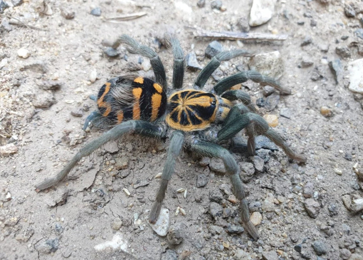 Hapalopus planetearth - Ecuadorian Crowned Tarantula for Sale | Live Arrival Guarantee | Theraphosinae sp Yasuni
