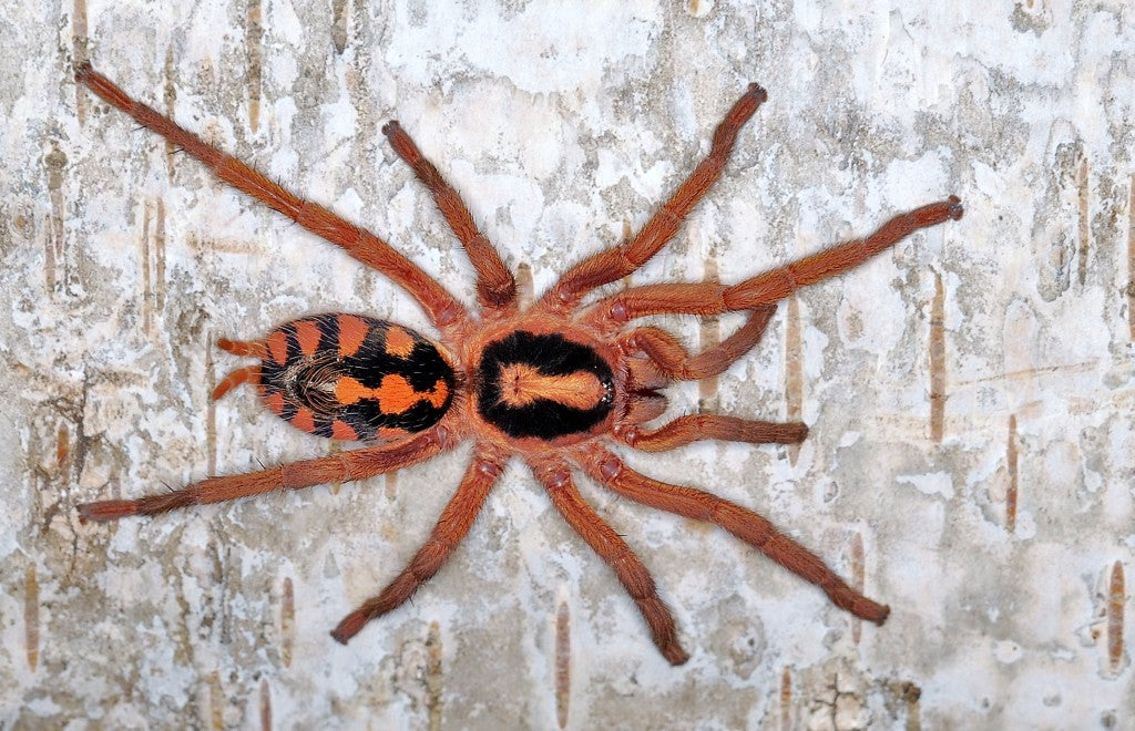 Hapalopus formosus - Pumpkin Patch Tarantula for Sale | Live Arrival Guarantee
