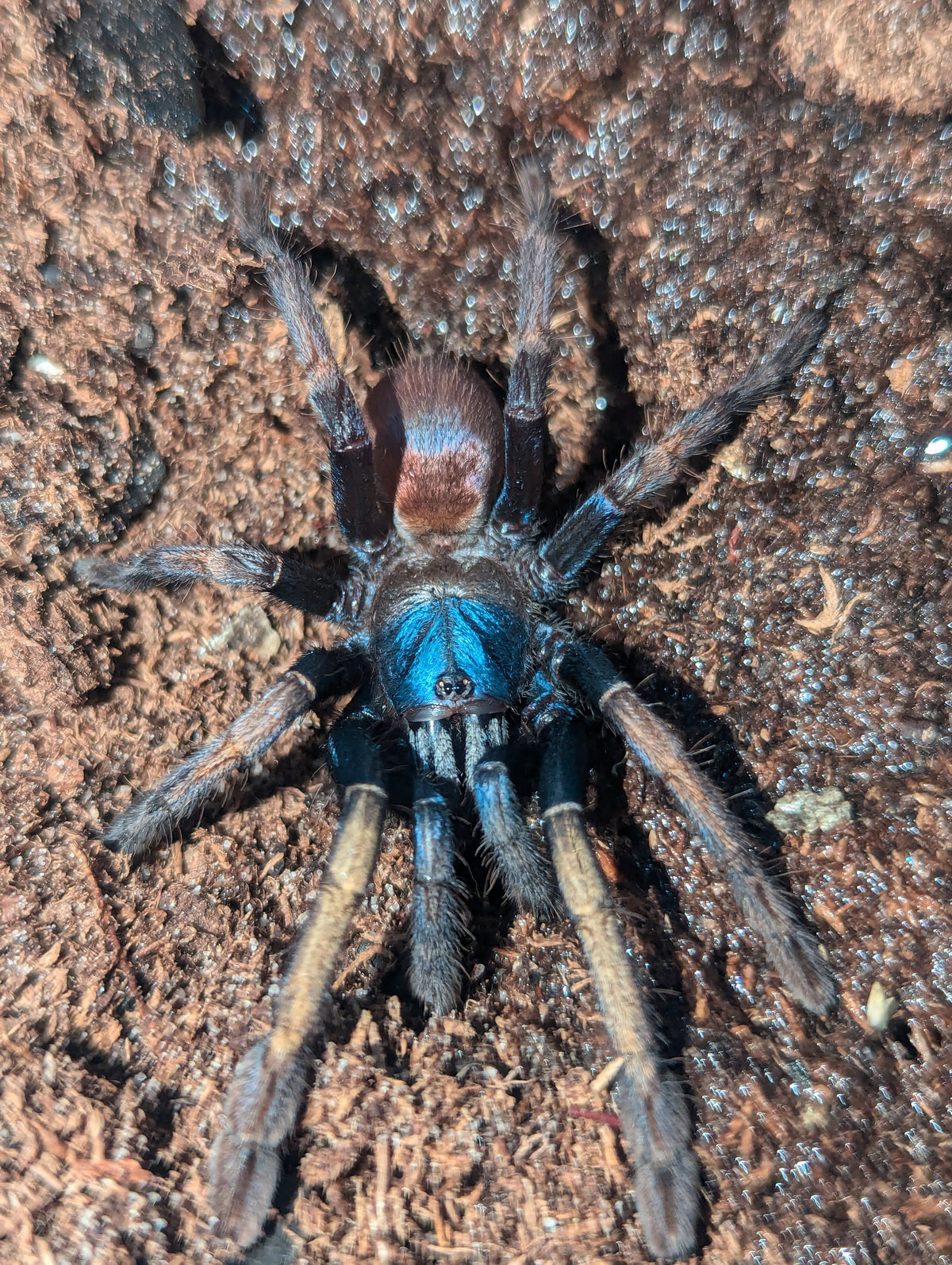 Cilantica devamatha – Psychedelic Earth Tiger Tarantula | Stunning Psychedelic Colors | Live Arrival Guarantee