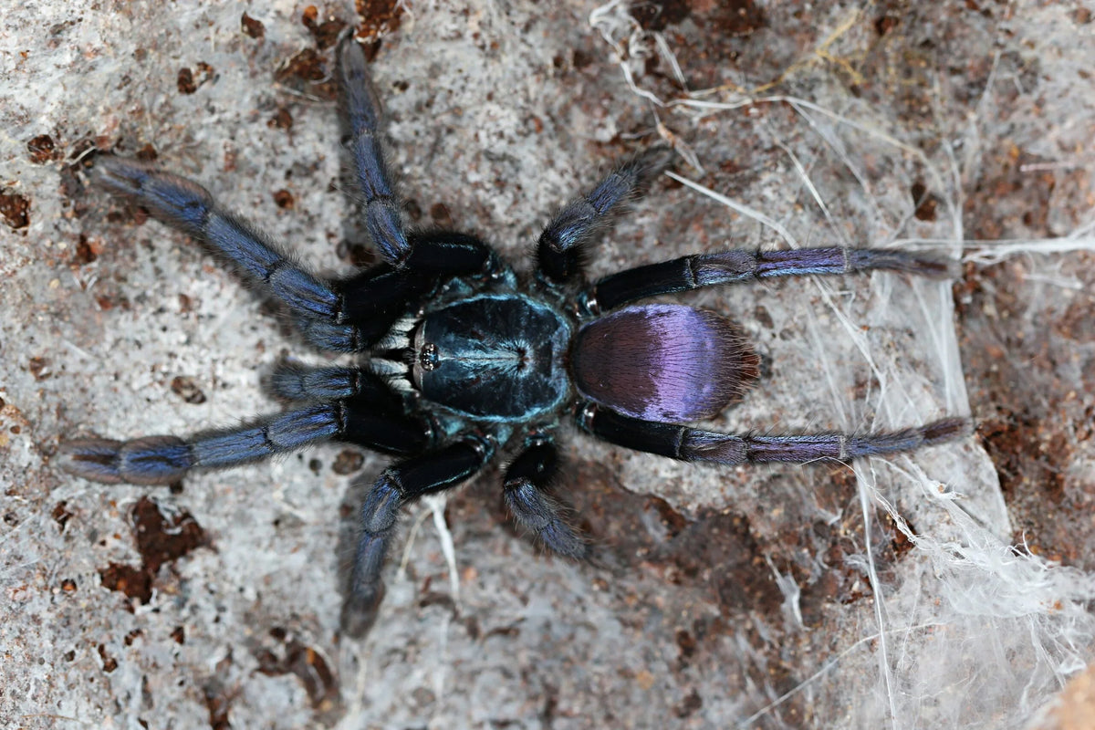 Cilantica devamatha – Psychedelic Earth Tiger Tarantula | Stunning Psychedelic Colors | Live Arrival Guarantee
