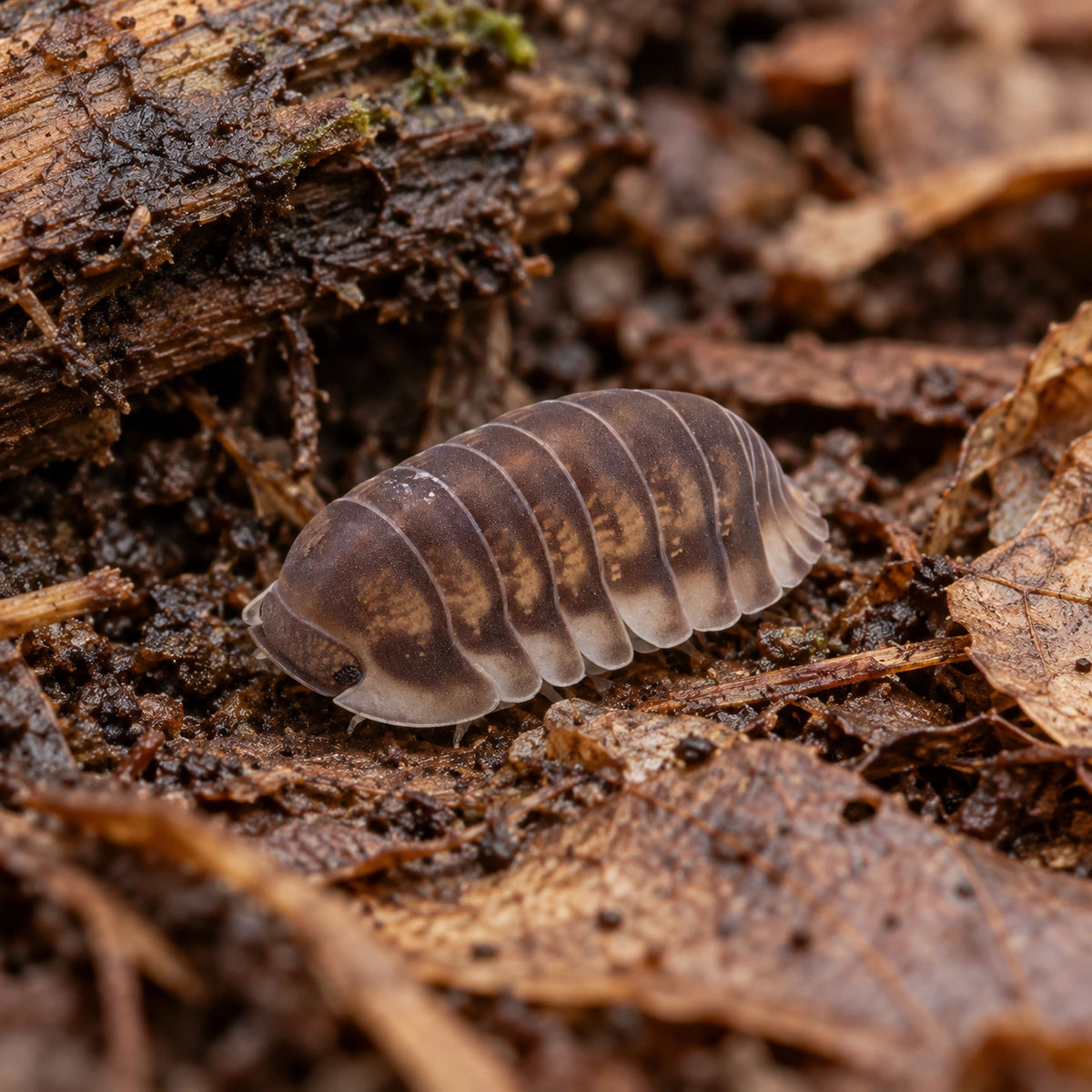 AI-generated reference-guided close view of Happy Nun isopods.