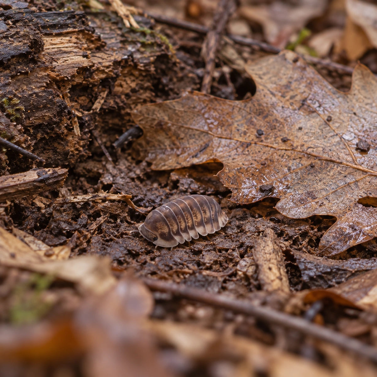 AI-generated reference-guided wide habitat view of Happy Nun isopods.