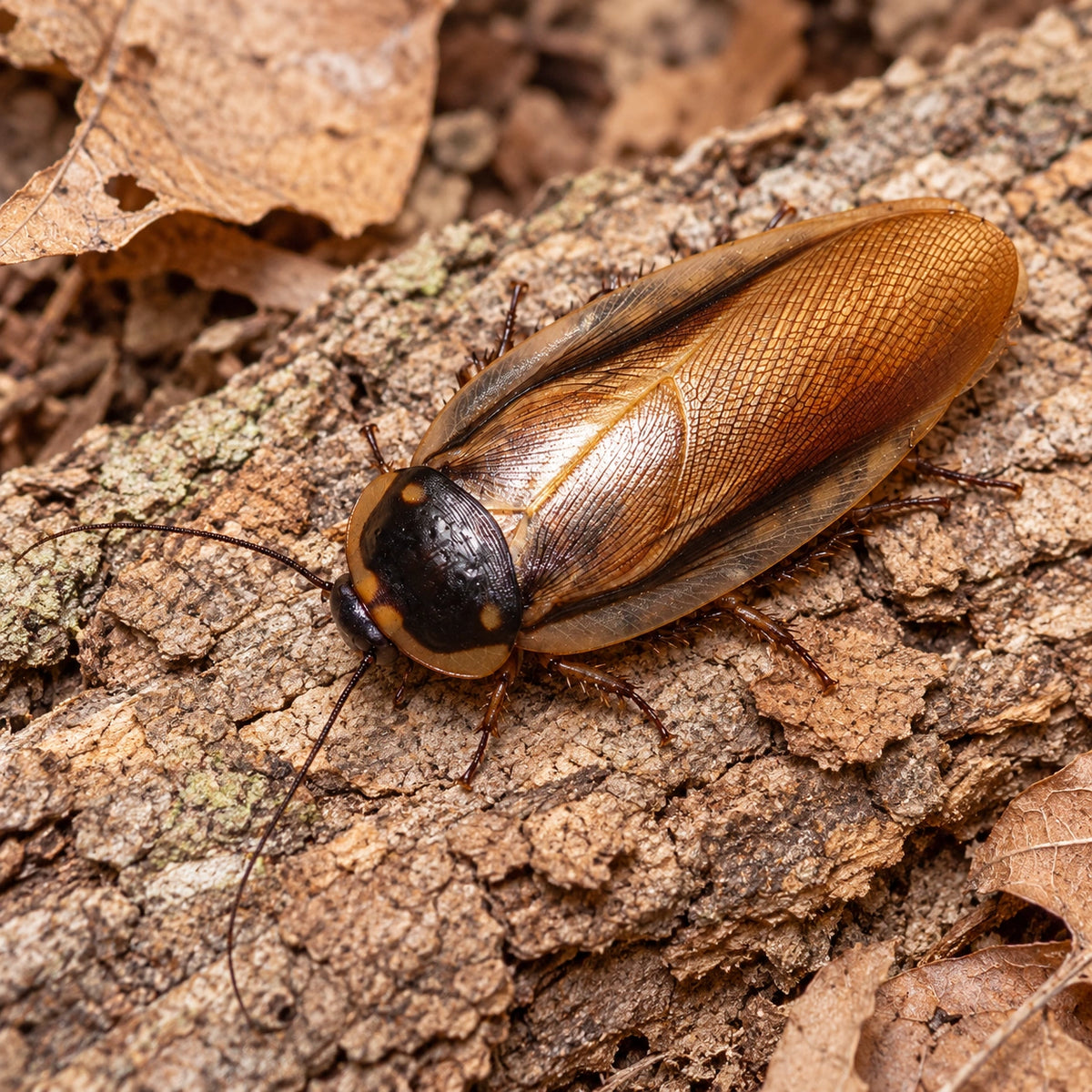 AI-generated reference-guided close view of headlamp roach (Eublaberus serranus). Real anatomy reference: Roach Crossing. AI-generated new habitat and framing.