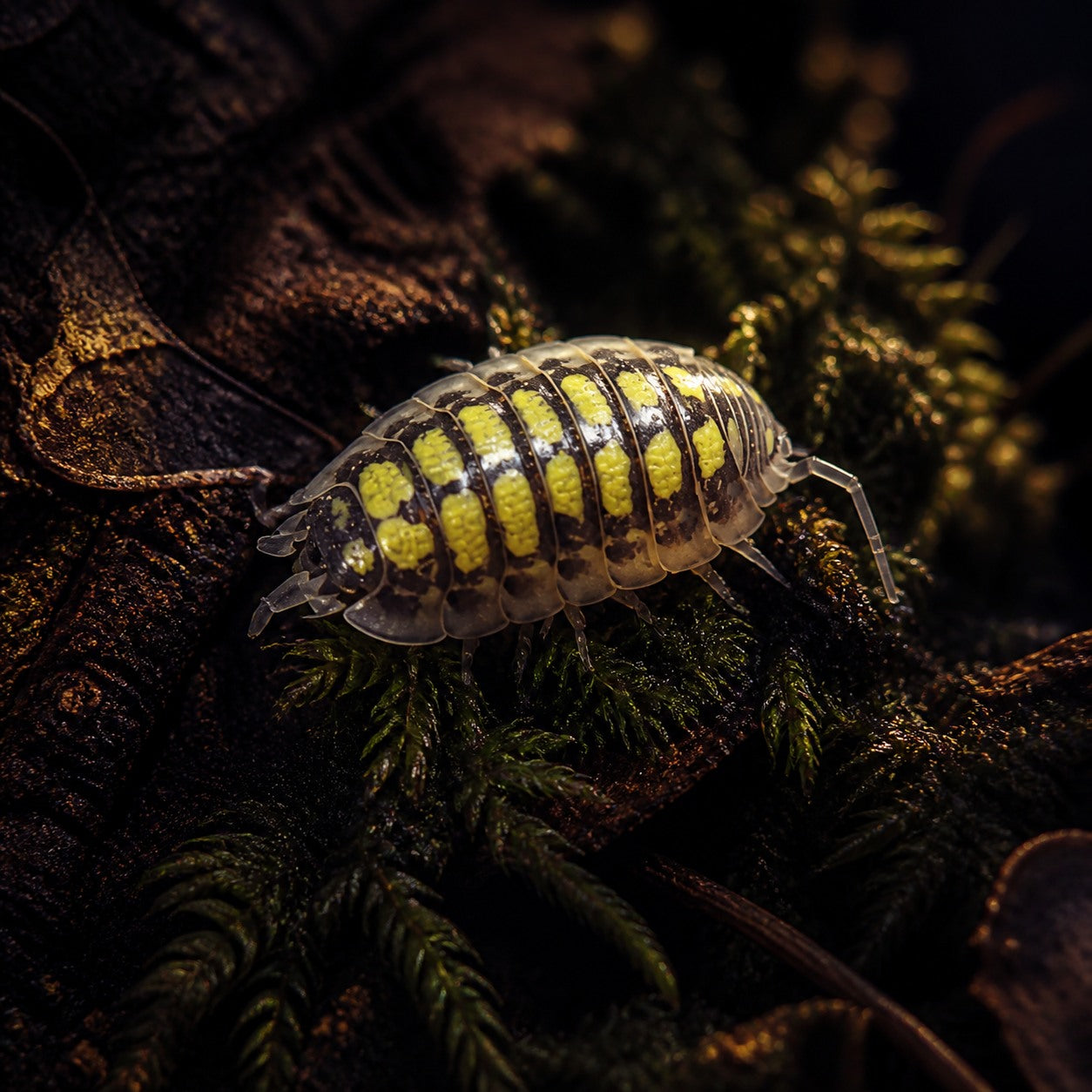 High Yellow Isopods (Porcellio haasi)