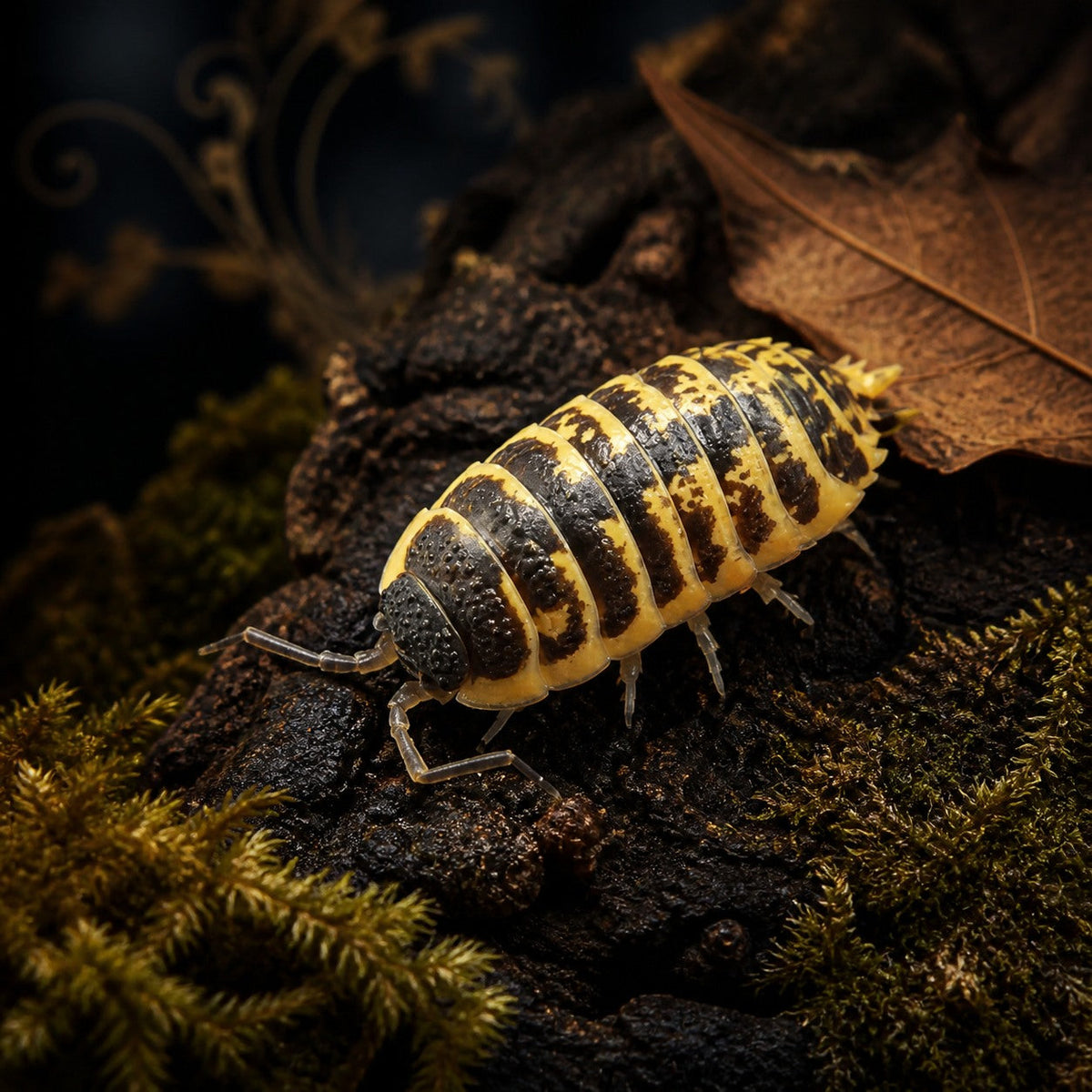 High Yellow Ornatus Isopods (Porcellio ornatus)