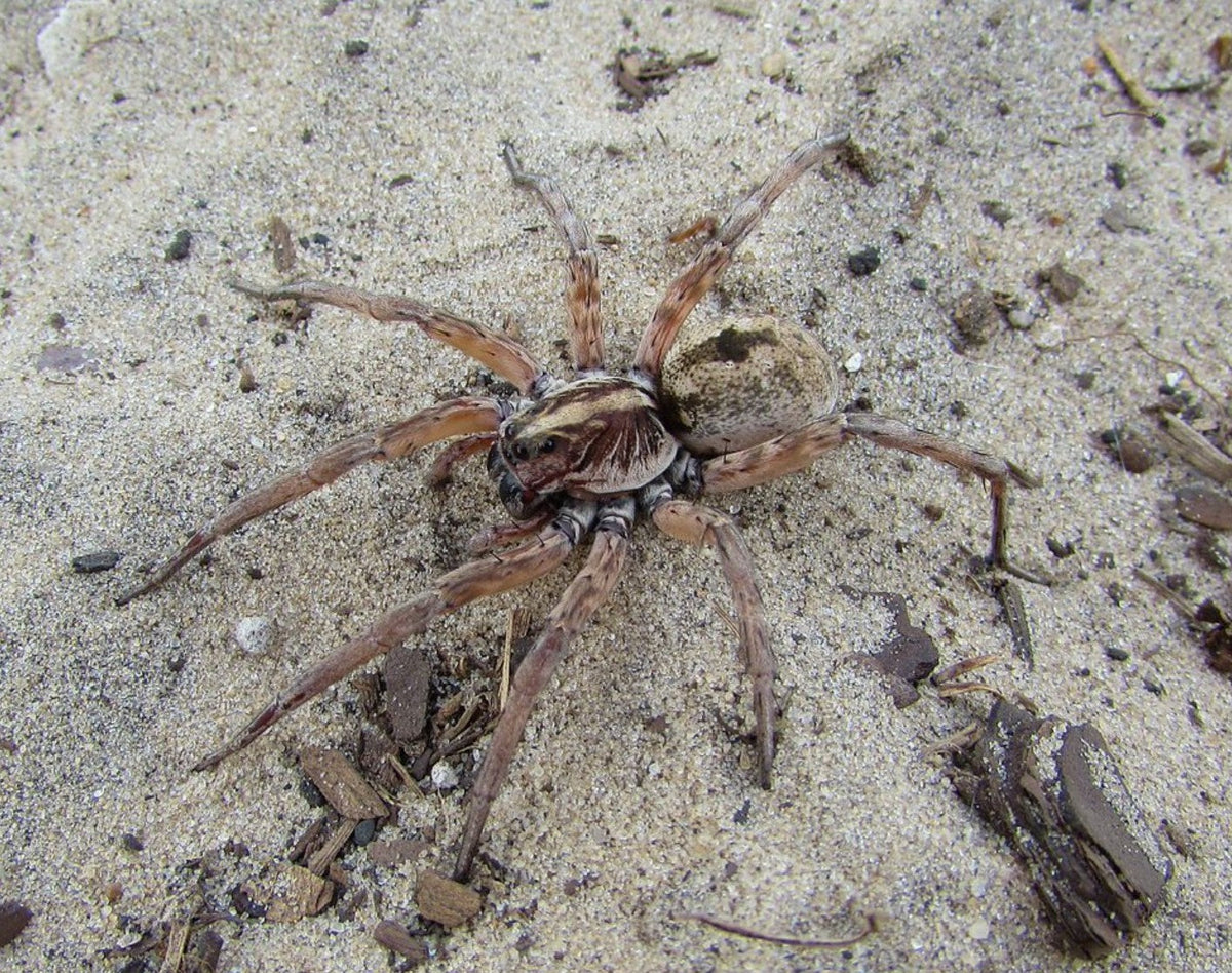 Hogna miami – Miami Wolf Spider | Rare Florida Endemic | Live Arrival Guarantee