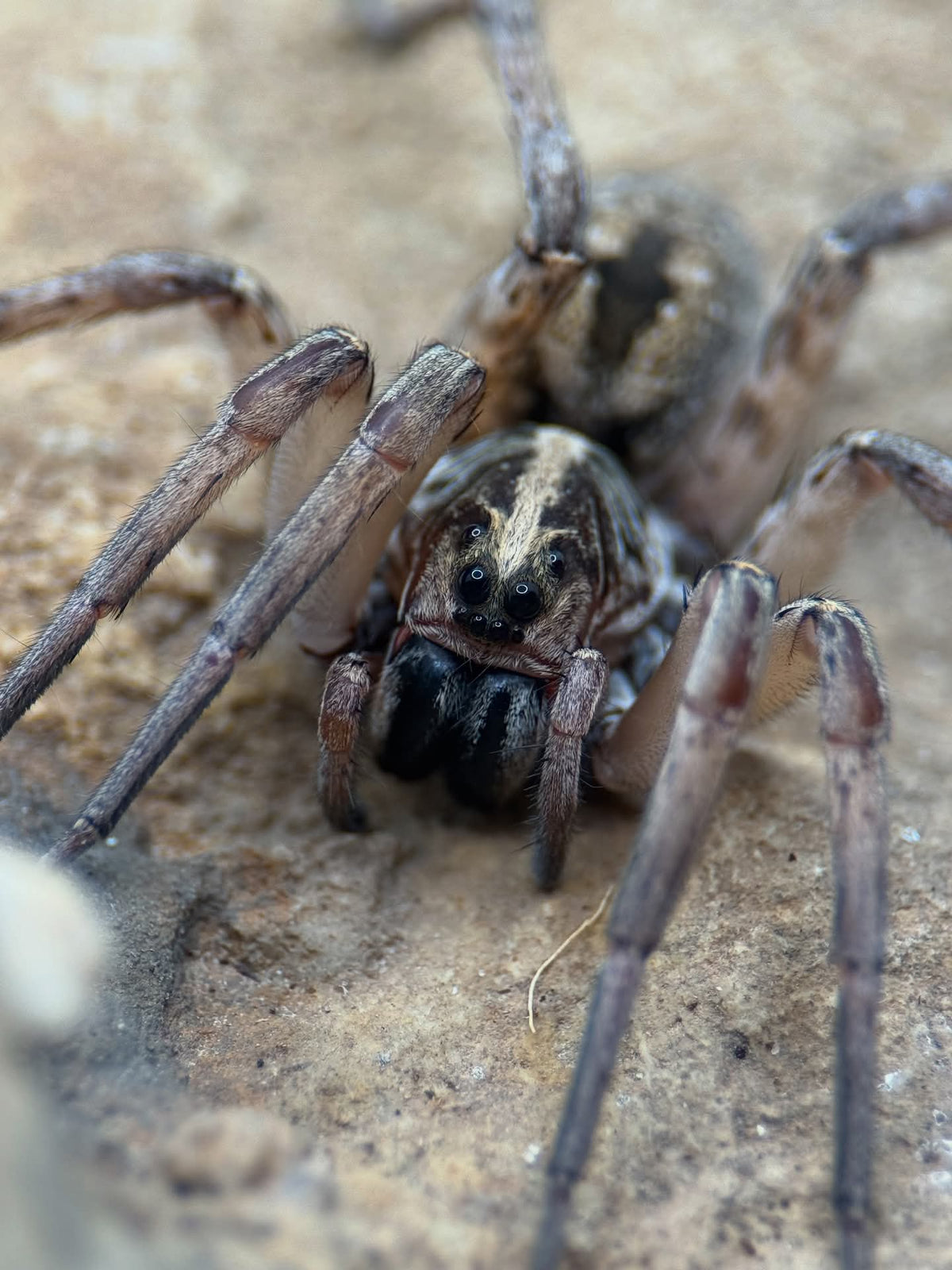Hogna miami – Miami Wolf Spider | Rare Florida Endemic | Live Arrival Guarantee