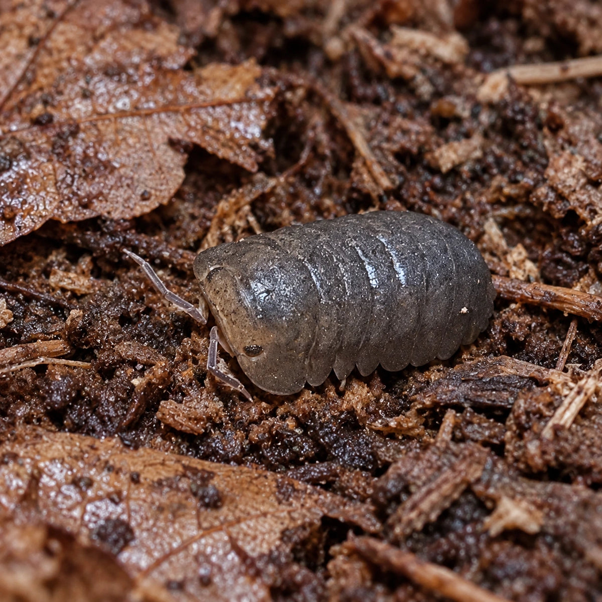 AI-generated reference-guided close view of Honey Tiger isopods.