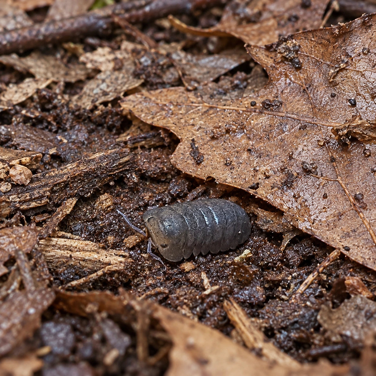AI-generated reference-guided wide habitat view of Honey Tiger isopods.