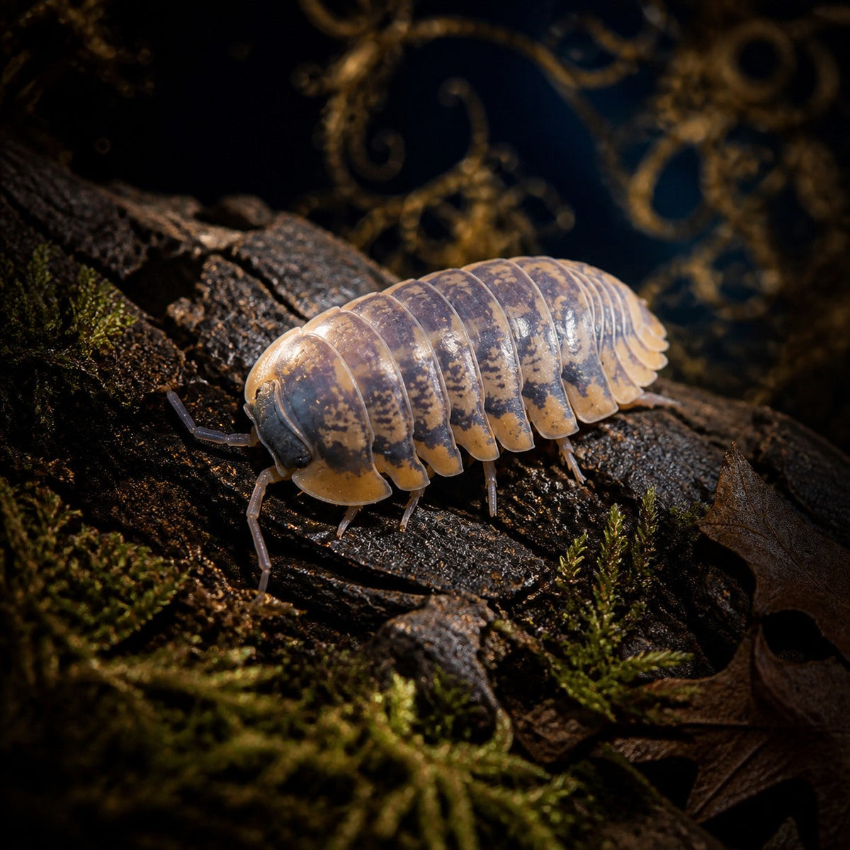 Honey Tiger Isopods (Cubaris sp.)