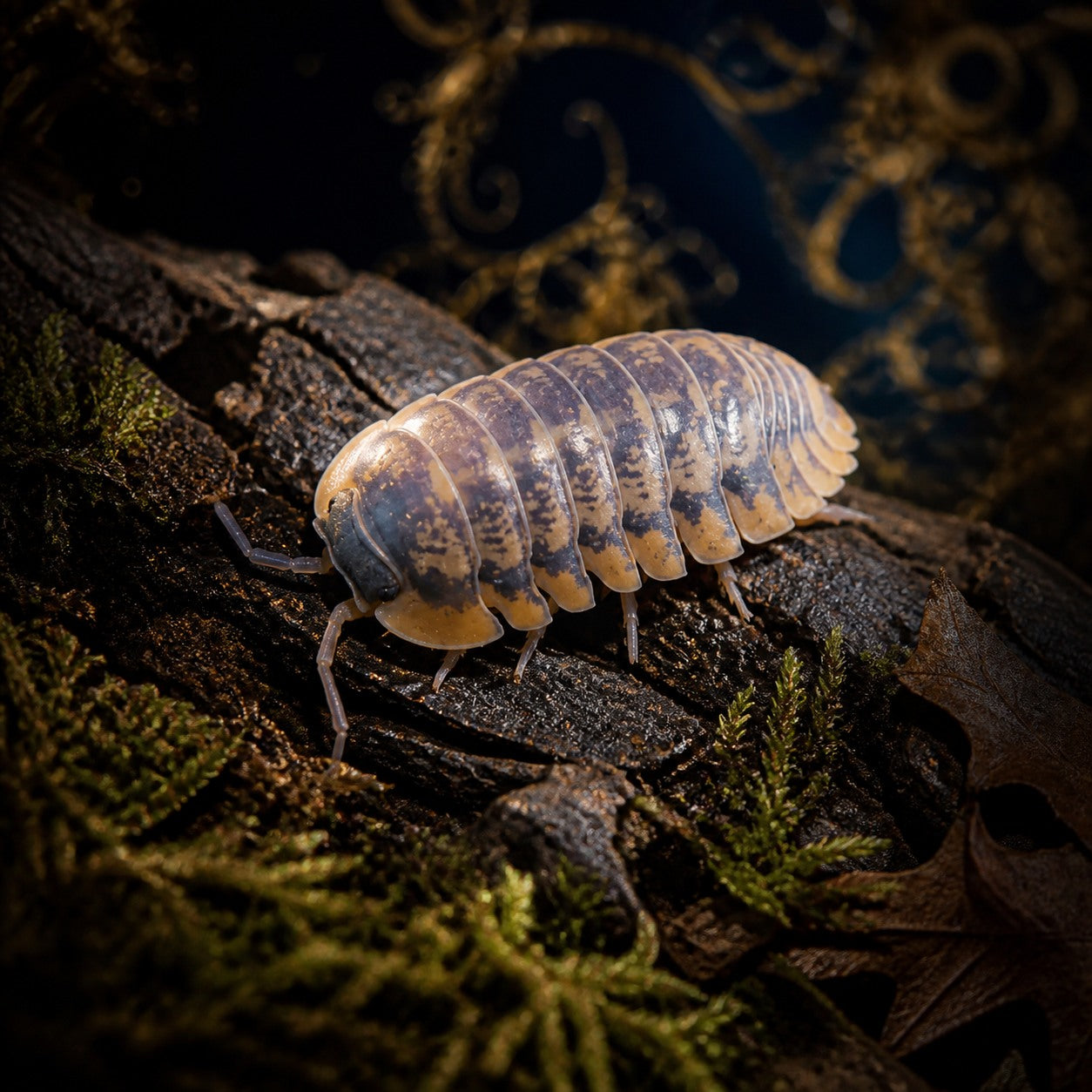 Honey Tiger Isopods (Cubaris sp.)