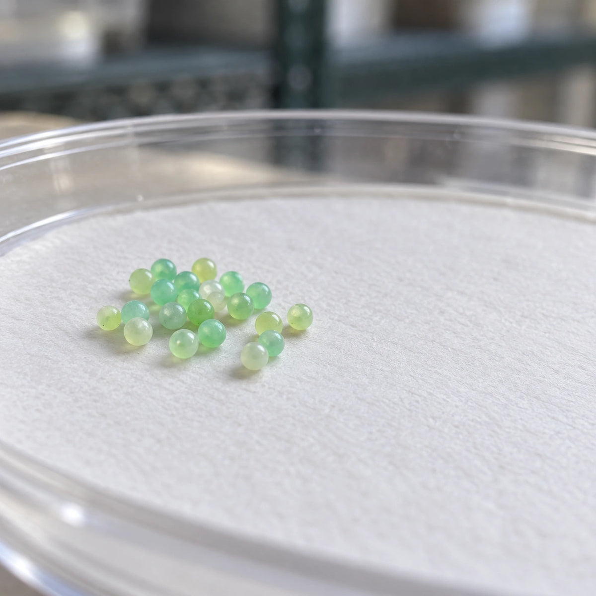AI-generated reference-guided wide habitat view of Manduca sexta tobacco hornworm eggs. Real egg appearance reference: Carolina Biological Supply. AI-generated new rearing scene and framing.