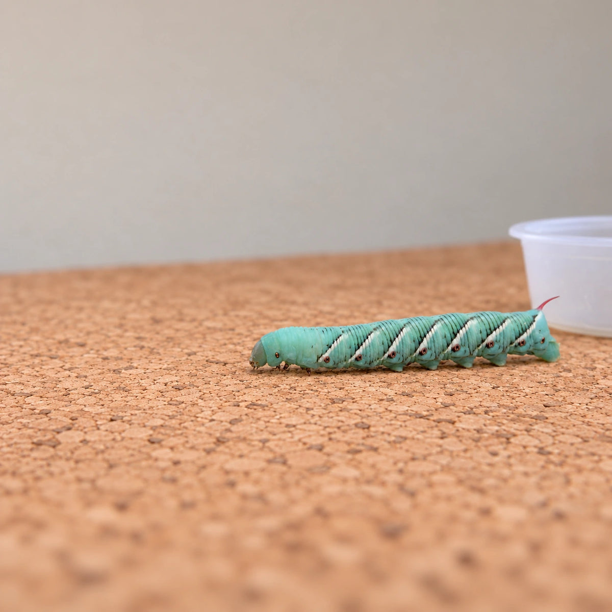 AI-generated reference-guided wide habitat view of tobacco hornworm Manduca sexta. Real anatomy reference: Ernie Cooper, 2012, Macrocritters. AI-generated new scene and framing.