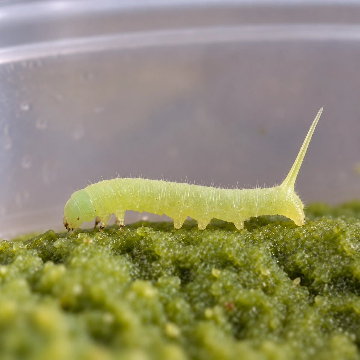 AI-generated reference-guided close view of young tobacco hornworm Manduca sexta. Real juvenile anatomy reference: Lyle J. Buss, UF/IFAS. AI-generated new captive rearing scene and framing.