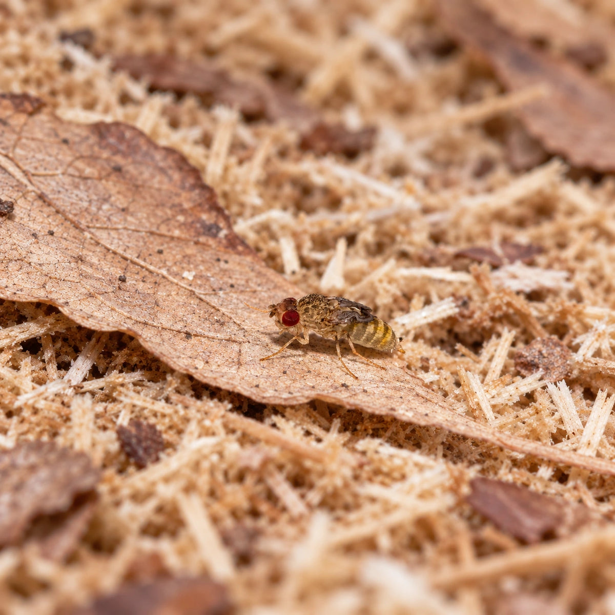 AI-generated reference-guided wide habitat view of flightless fruit fly (Drosophila hydei). Reference: Brian Gratwicke, Wikimedia Commons, CC BY 2.0 https://creativecommons.org/licenses/by/2.0/. AI adaptation: new habitat and framing.