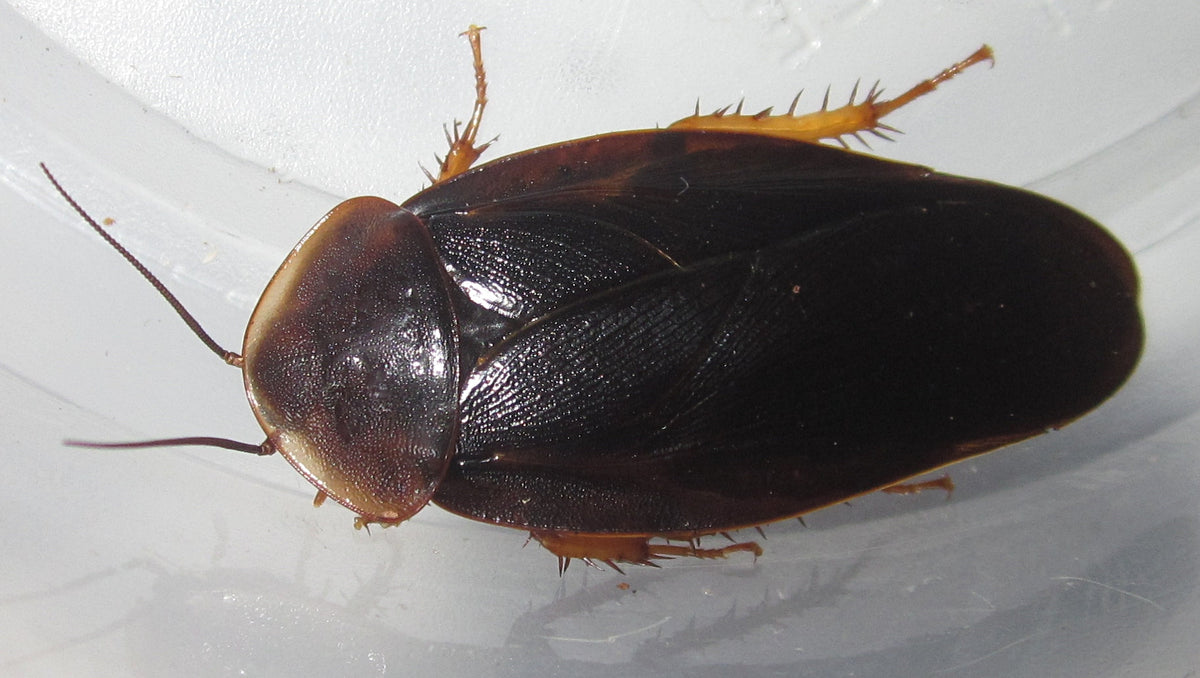 Hyporhicnoda sp Venezuela – Venezuelan Wood Roach | Fascinating Wood-Dwelling Species | Live Arrival Guarantee