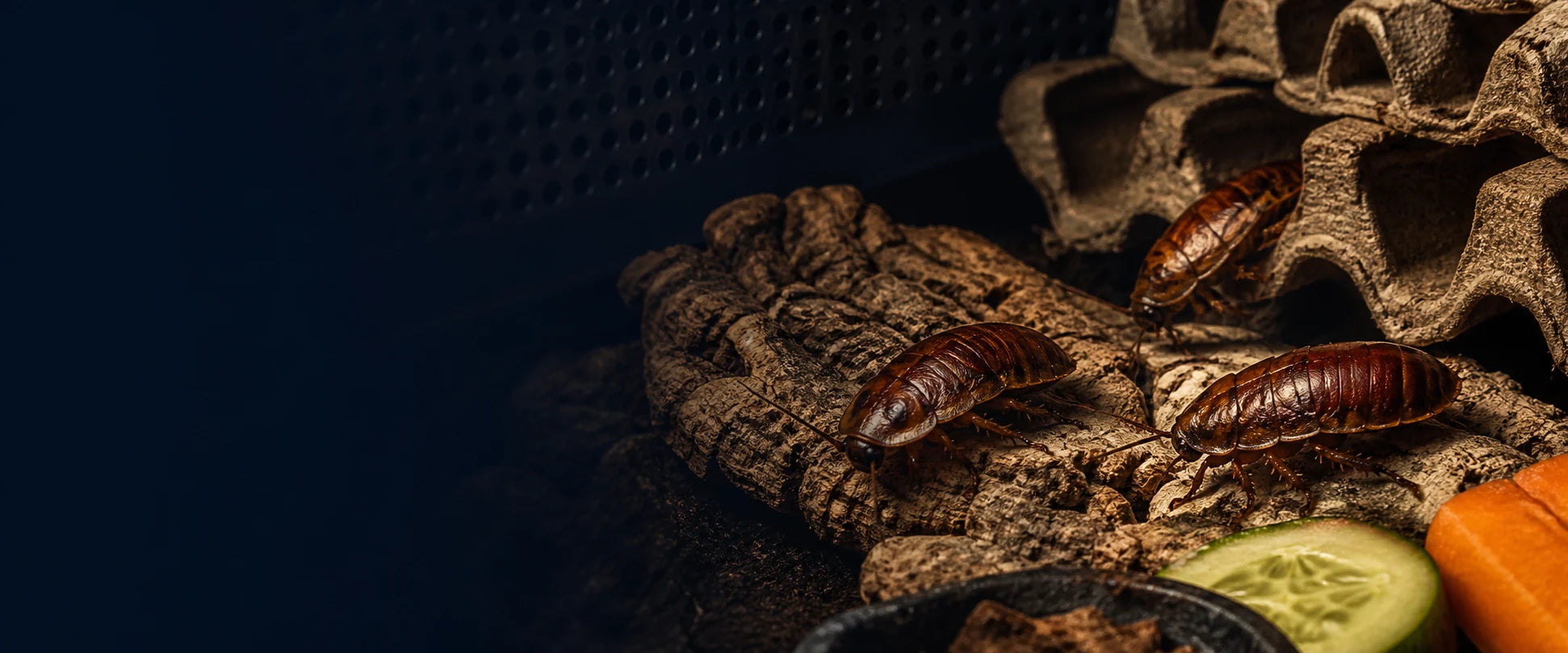 Assorted live feeder insects prepared for reptile and amphibian keepers