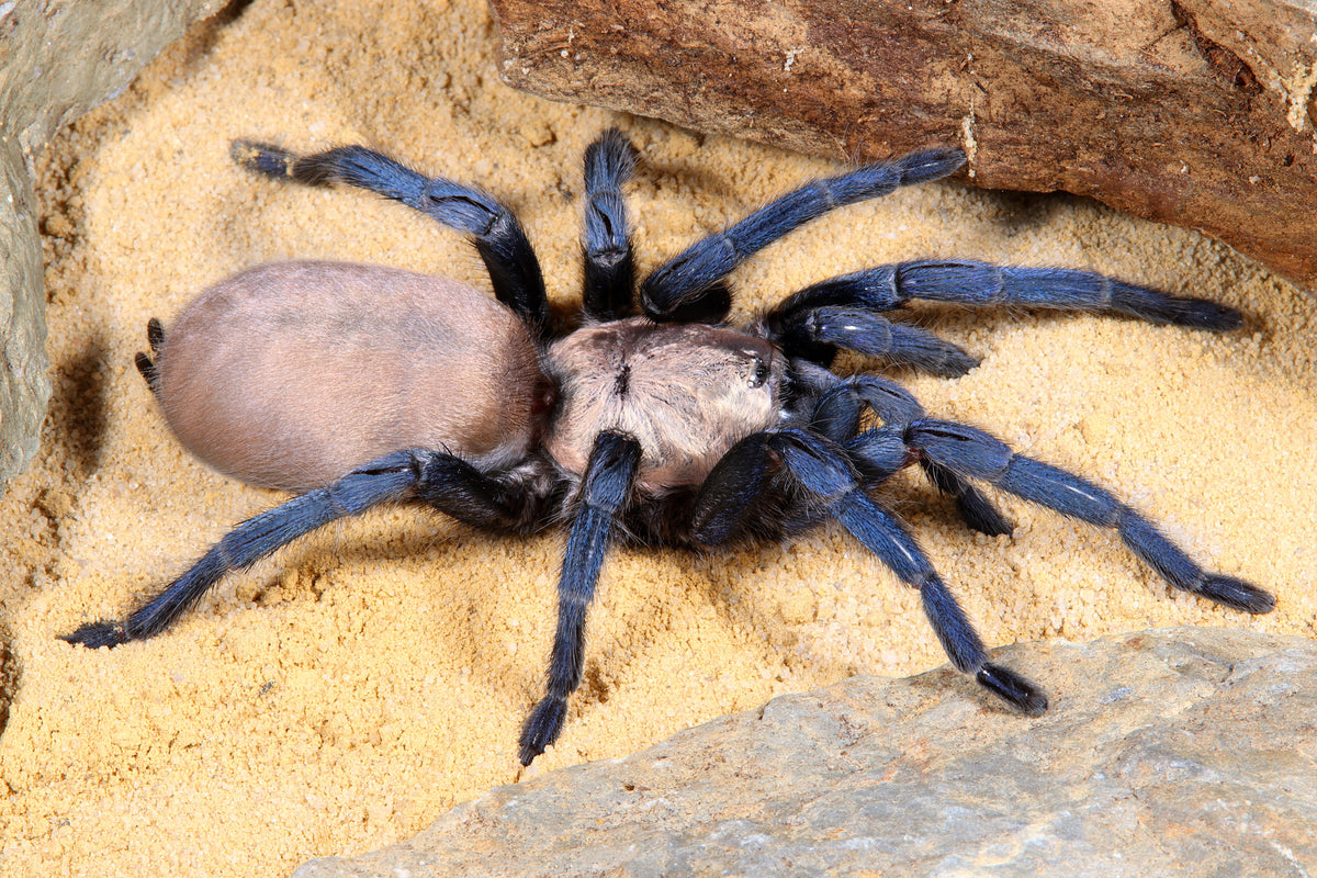 Ischnocolus jickelii 'Blue' - Dhofar Blue Dwarf Tarantula for Sale | Live Arrival Guarantee